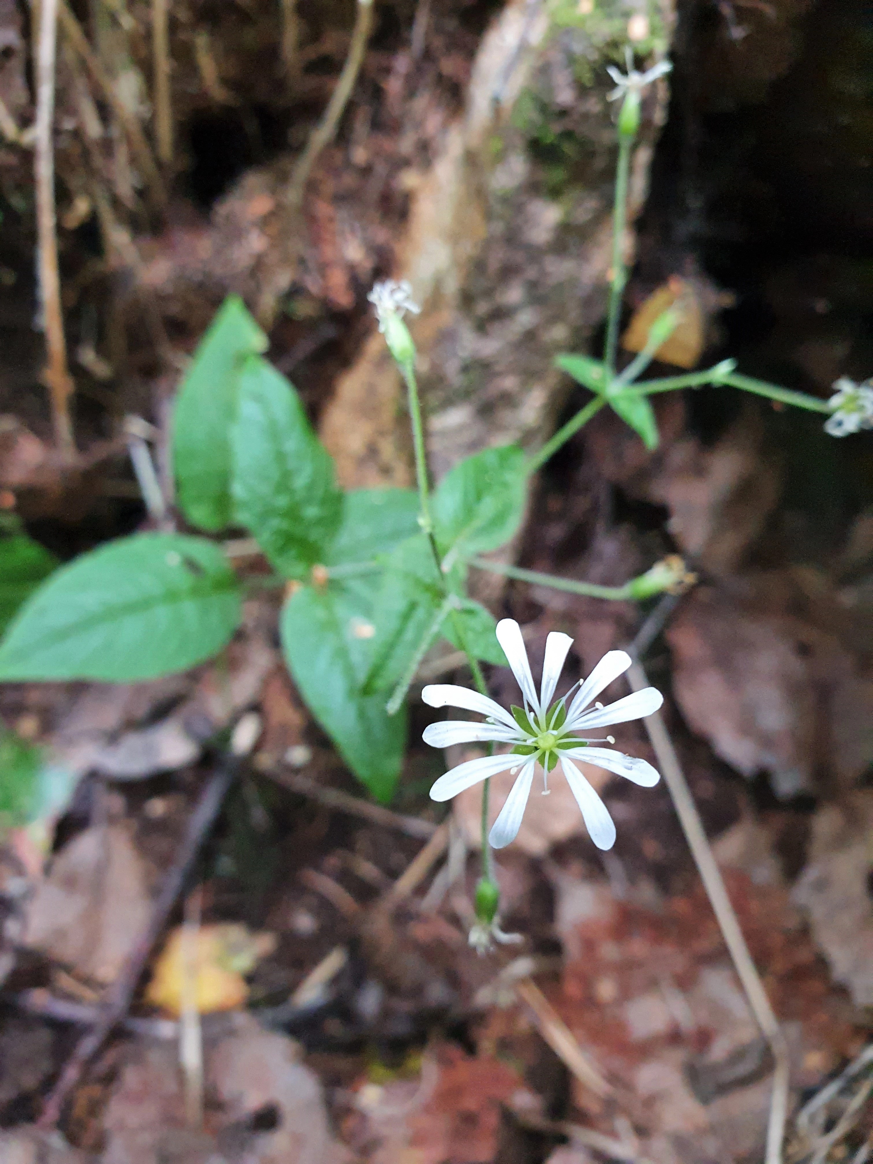 : Stellaria nemorum.