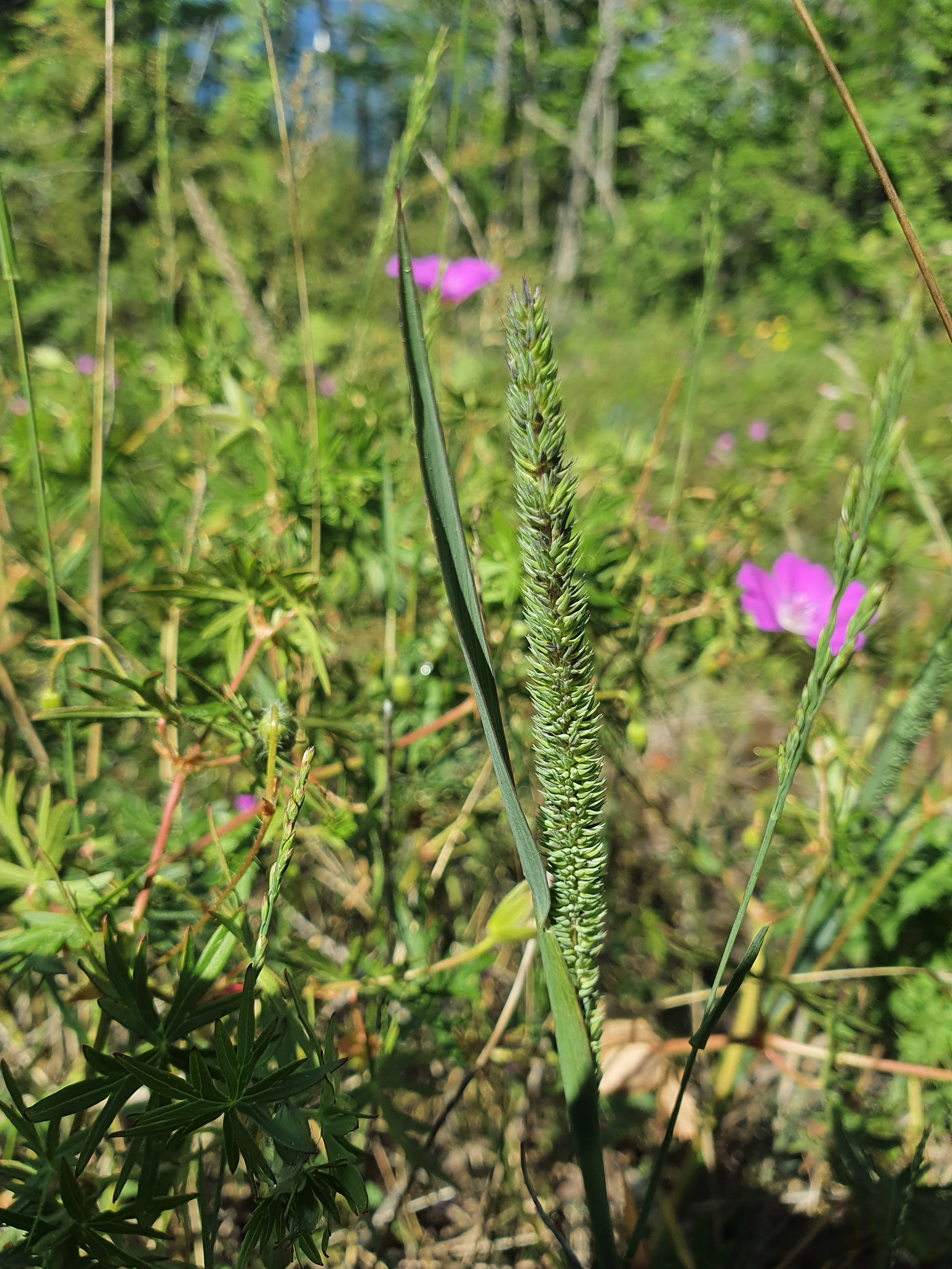 : Phleum phleoides.