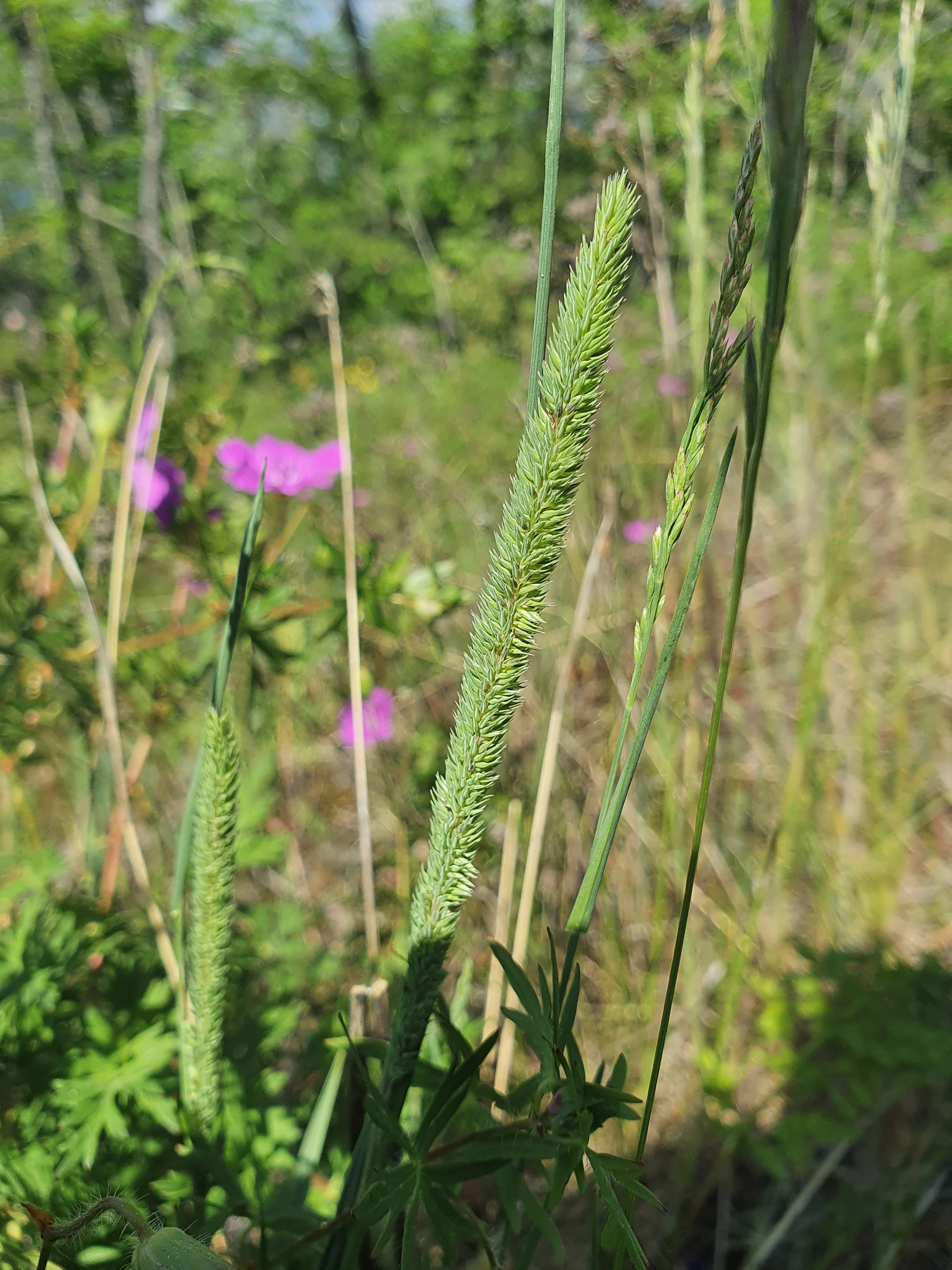 : Phleum phleoides.