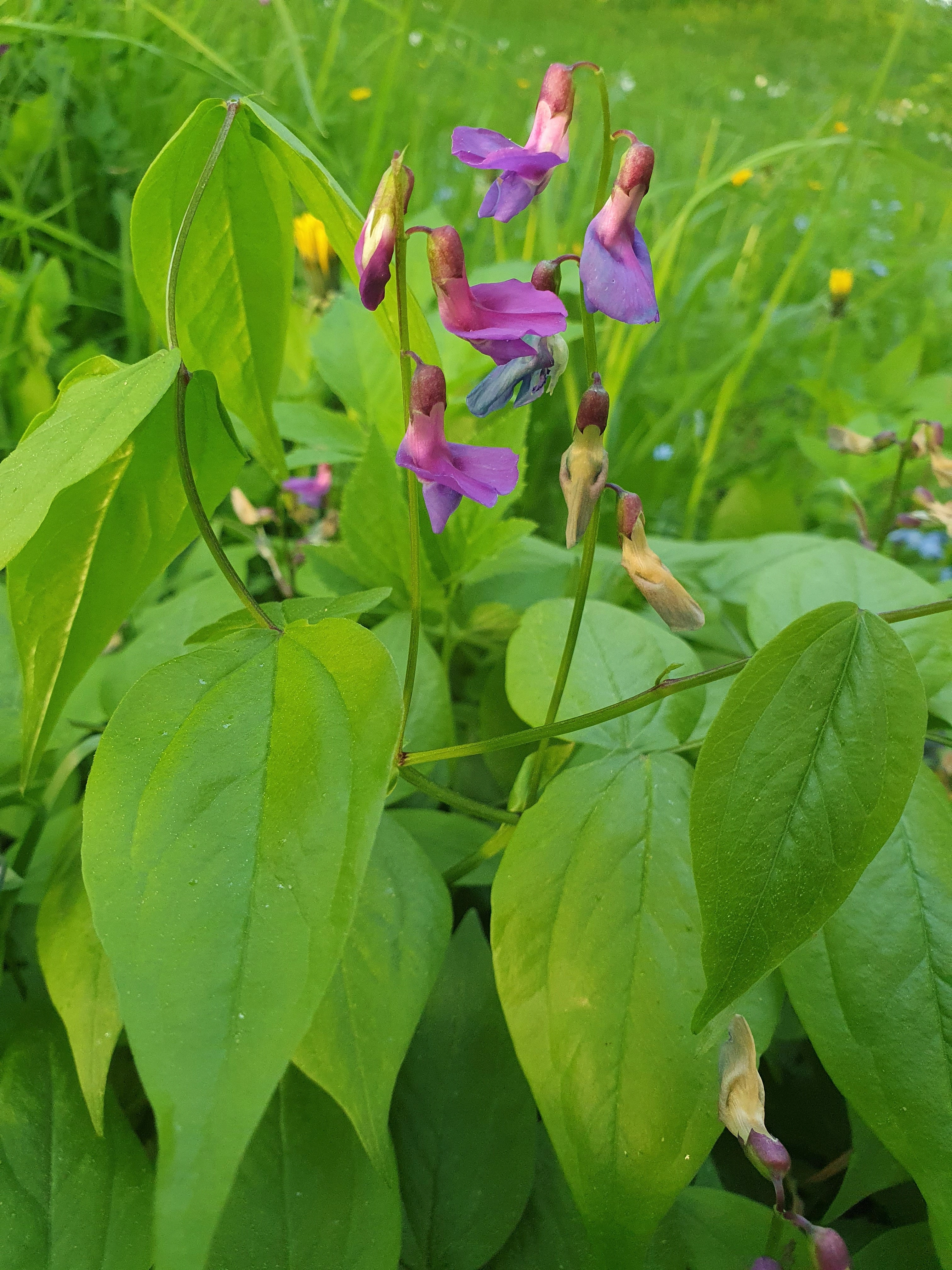 : Lathyrus vernus.