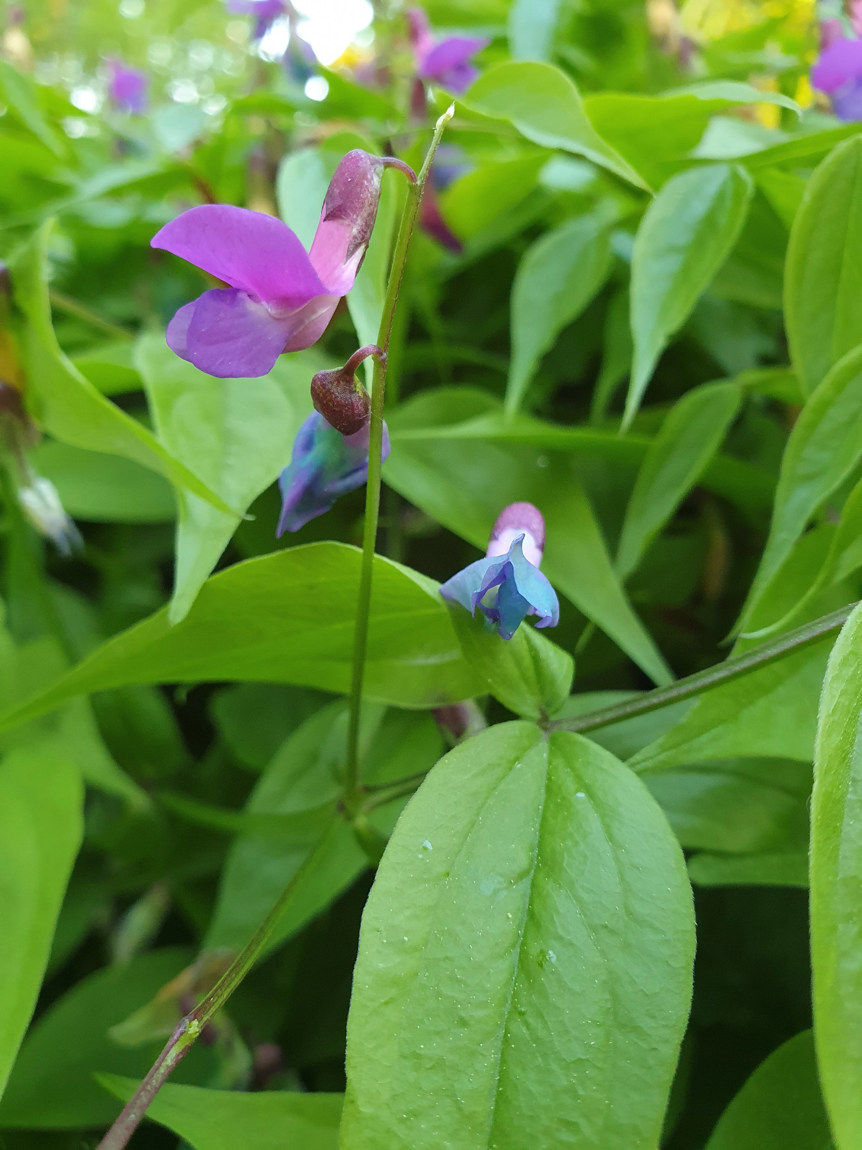 : Lathyrus vernus.