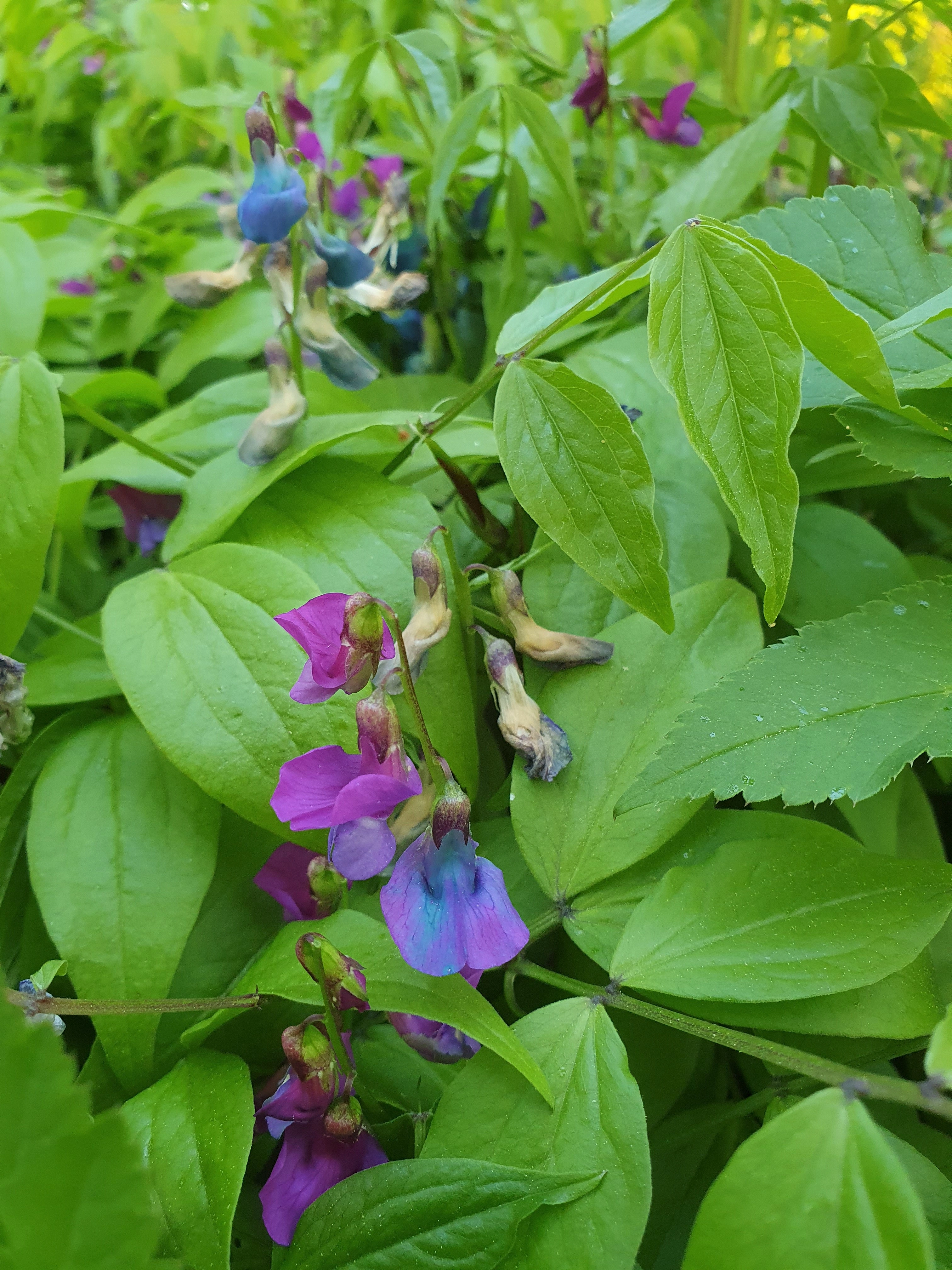 : Lathyrus vernus.