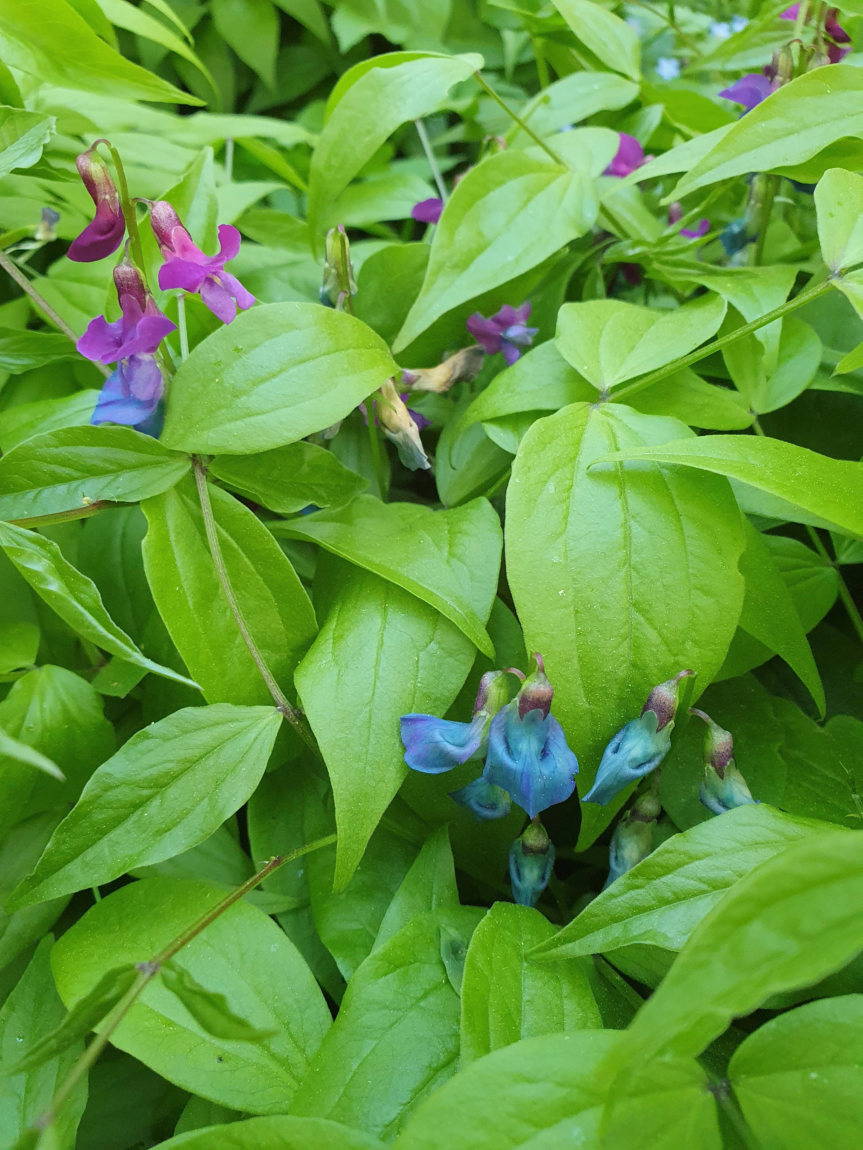 : Lathyrus vernus.