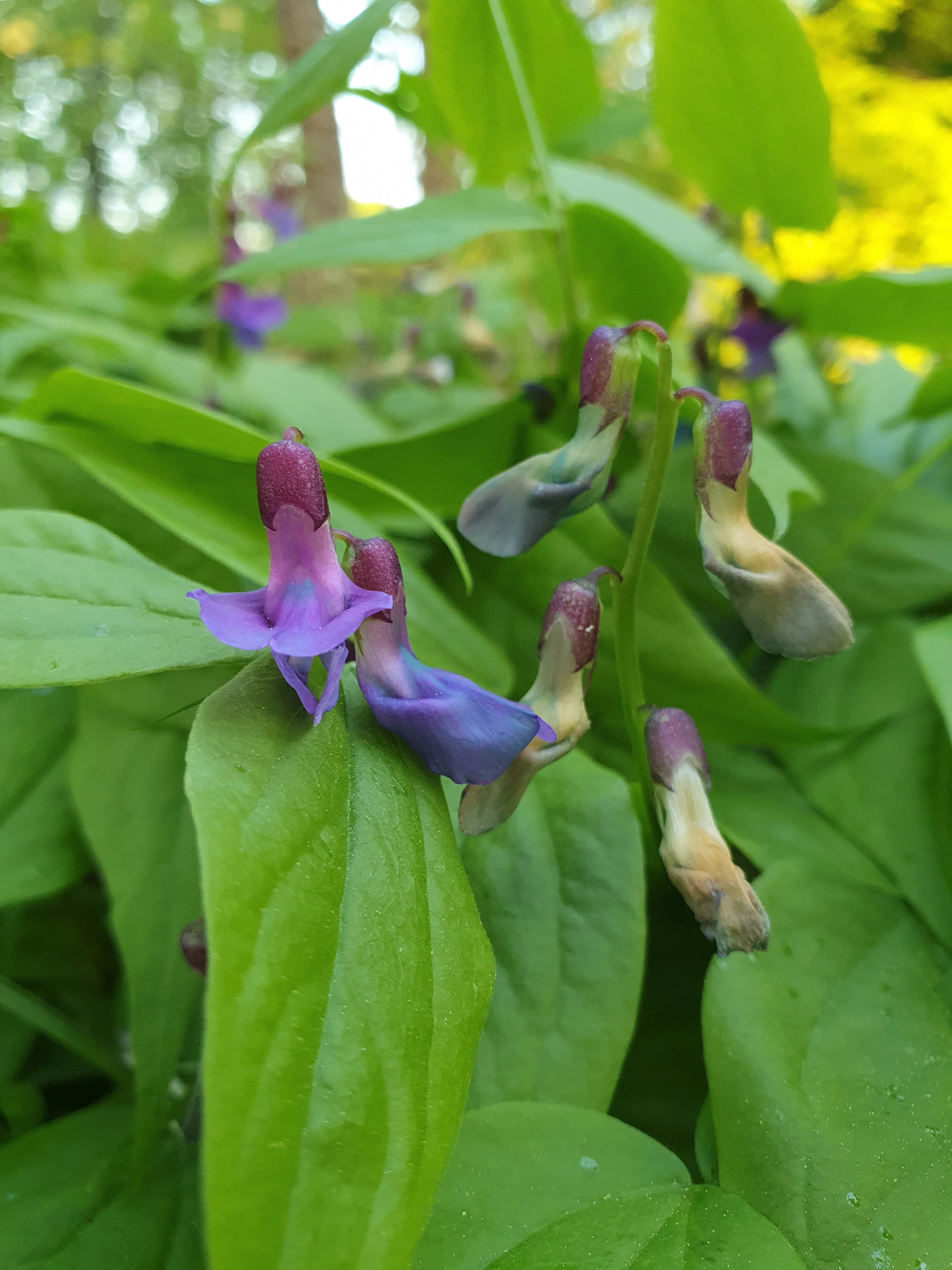 : Lathyrus vernus.