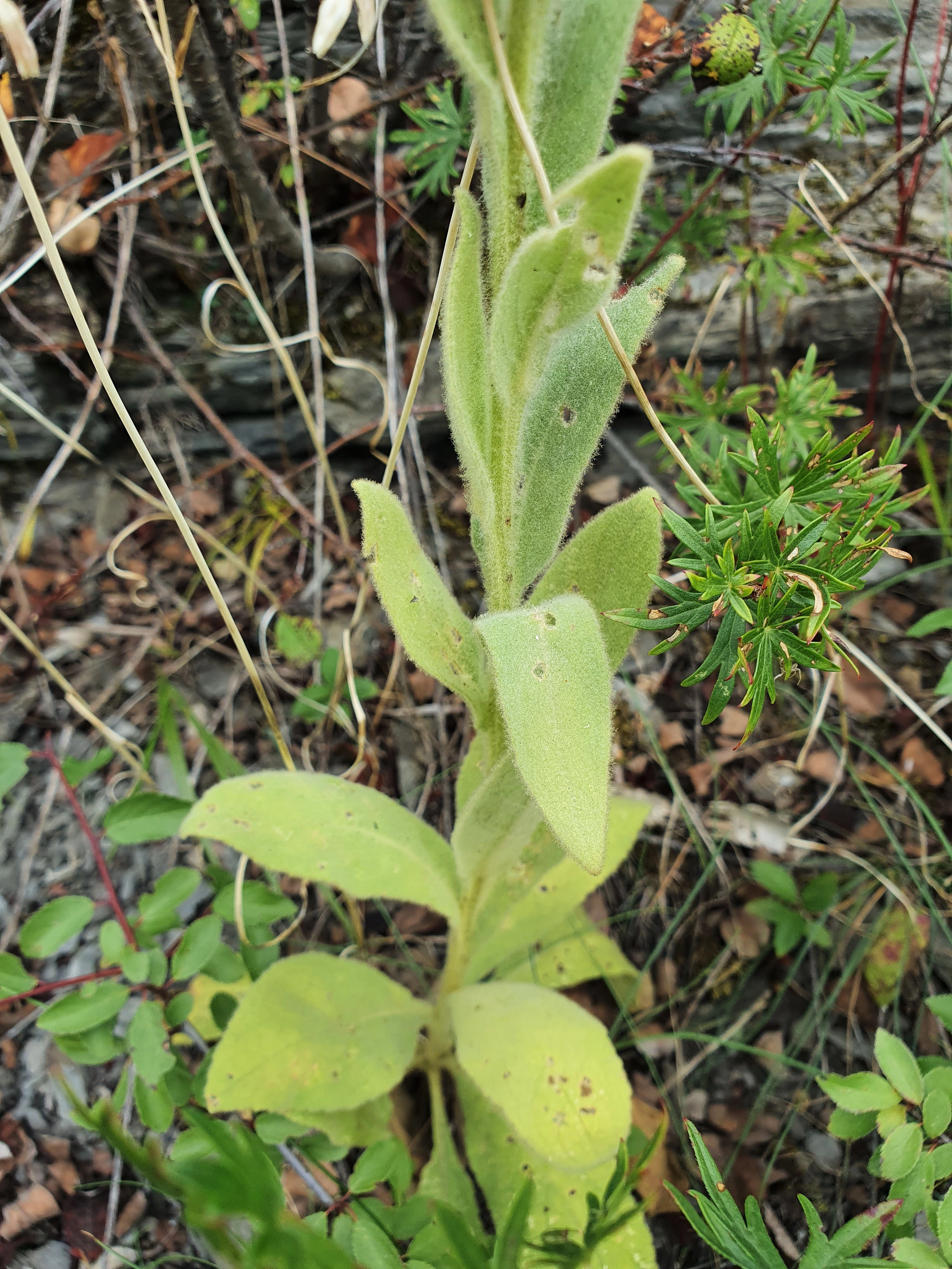 : Verbascum thapsus.