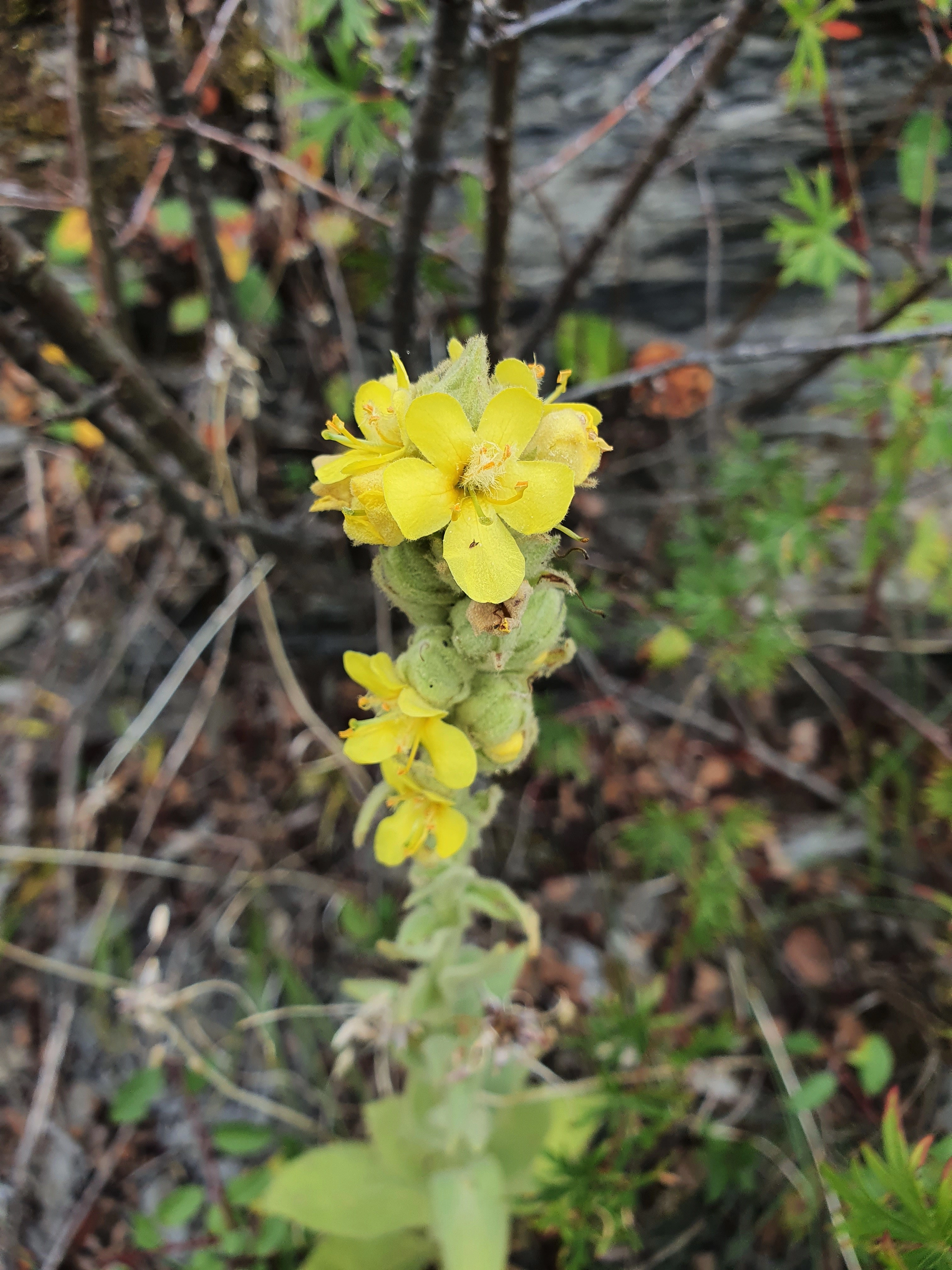 : Verbascum thapsus.