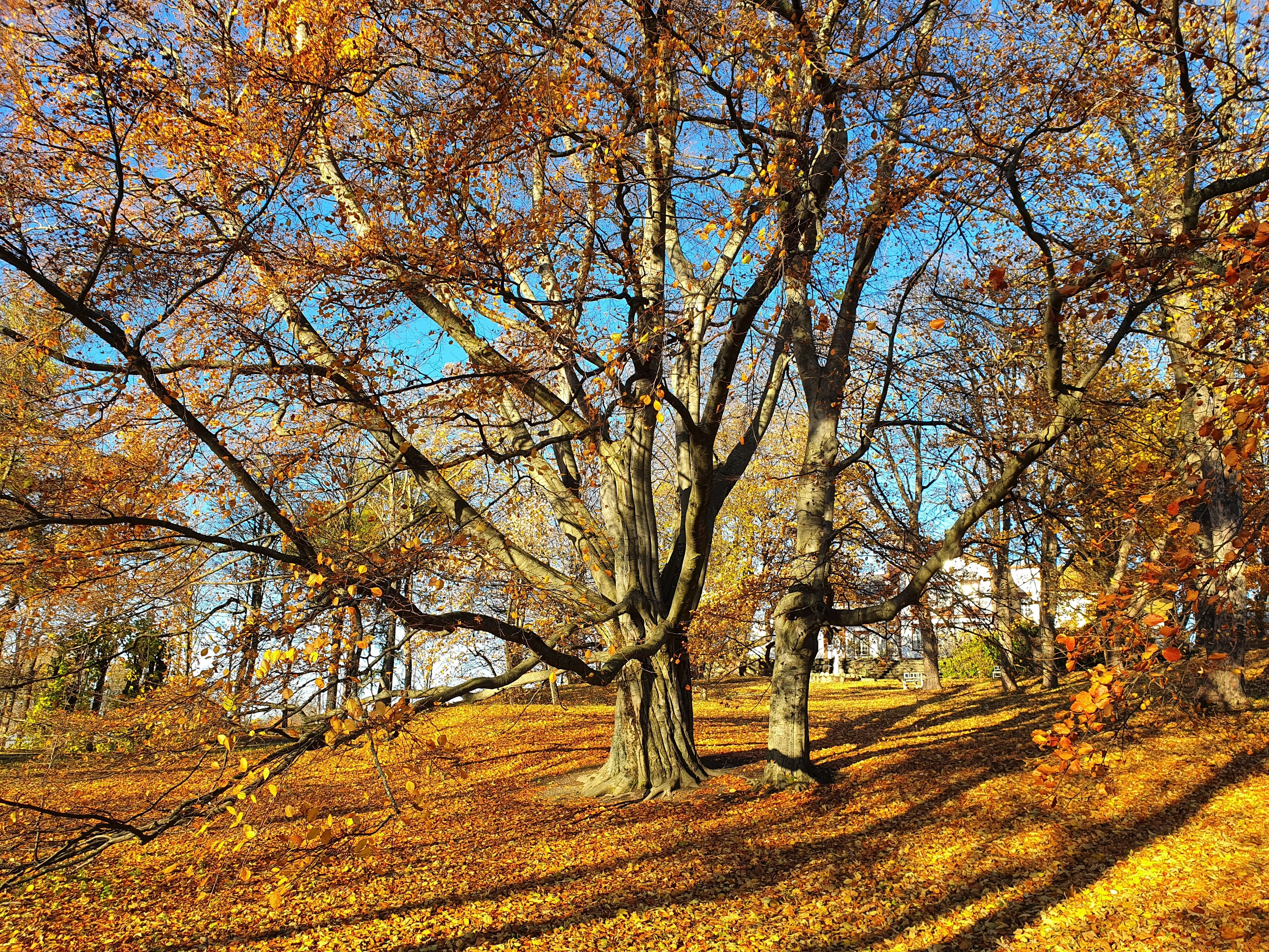 : Fagus sylvatica.