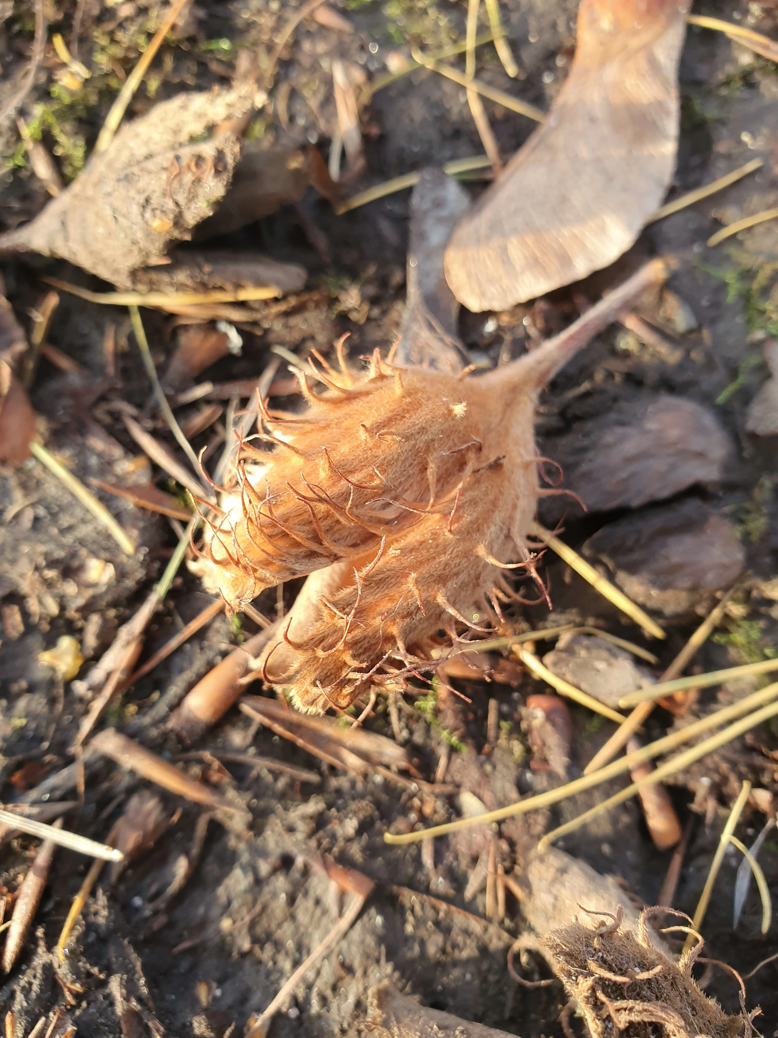 : Fagus sylvatica.