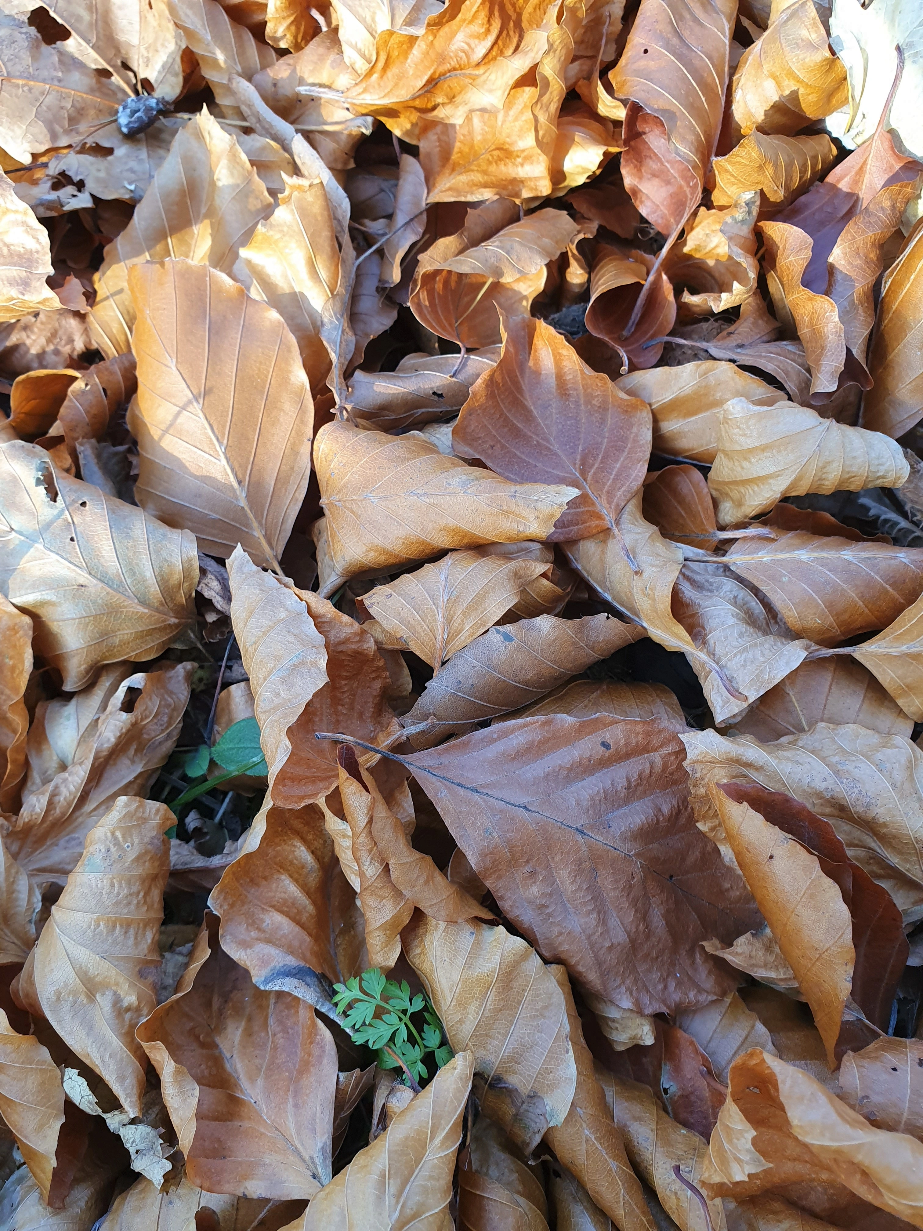 : Fagus sylvatica.