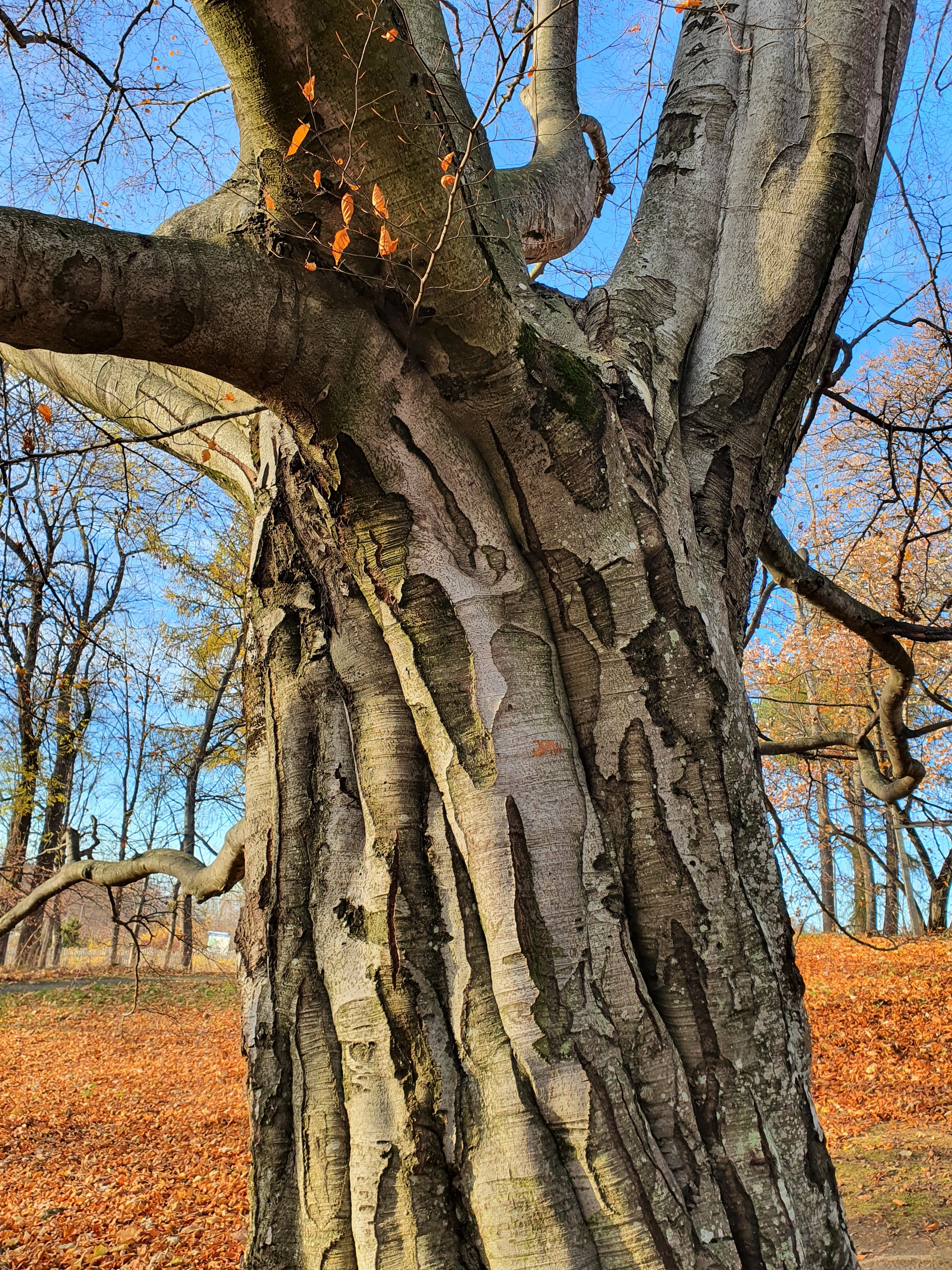 : Fagus sylvatica.