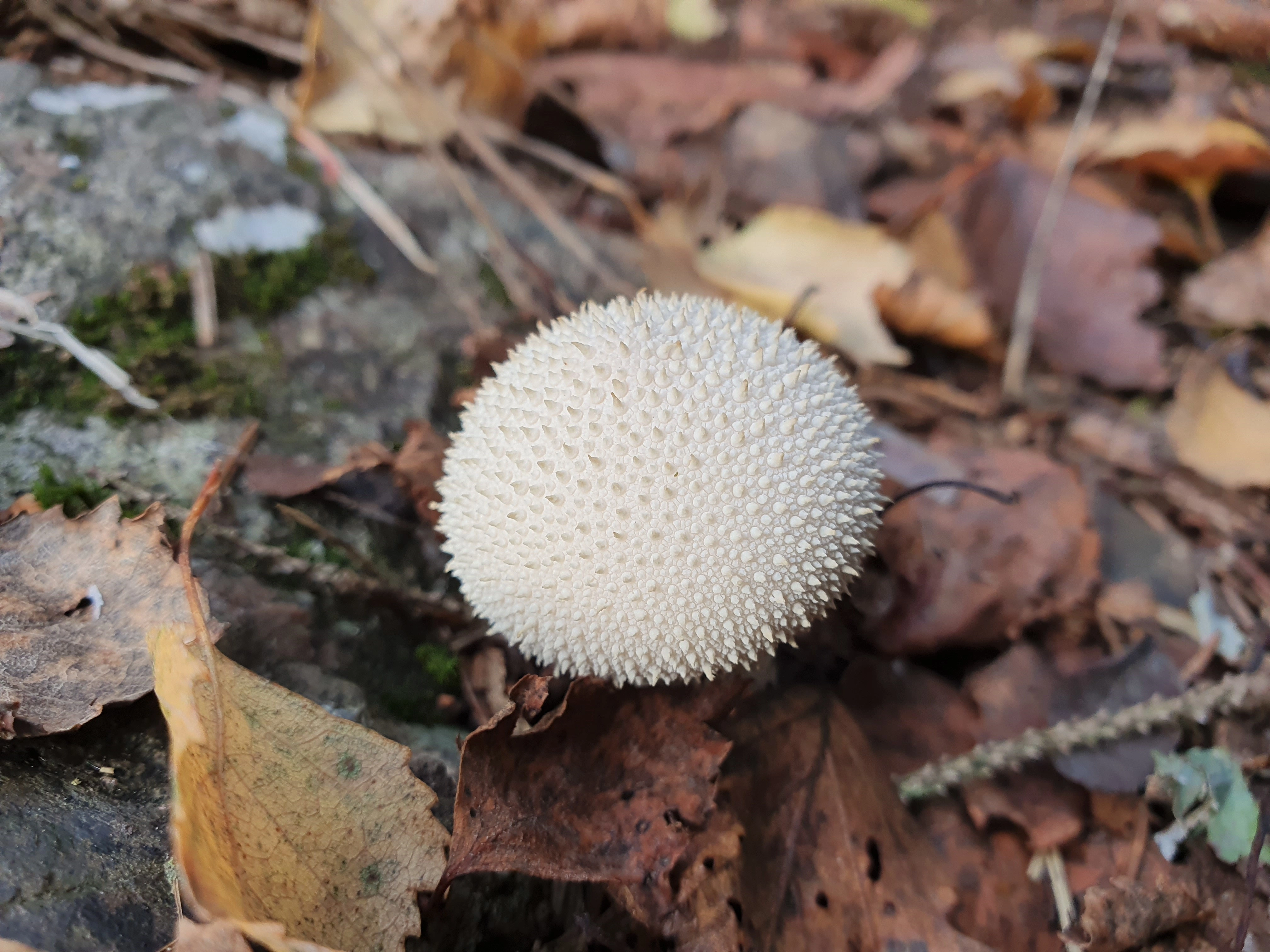 : Lycoperdon perlatum.