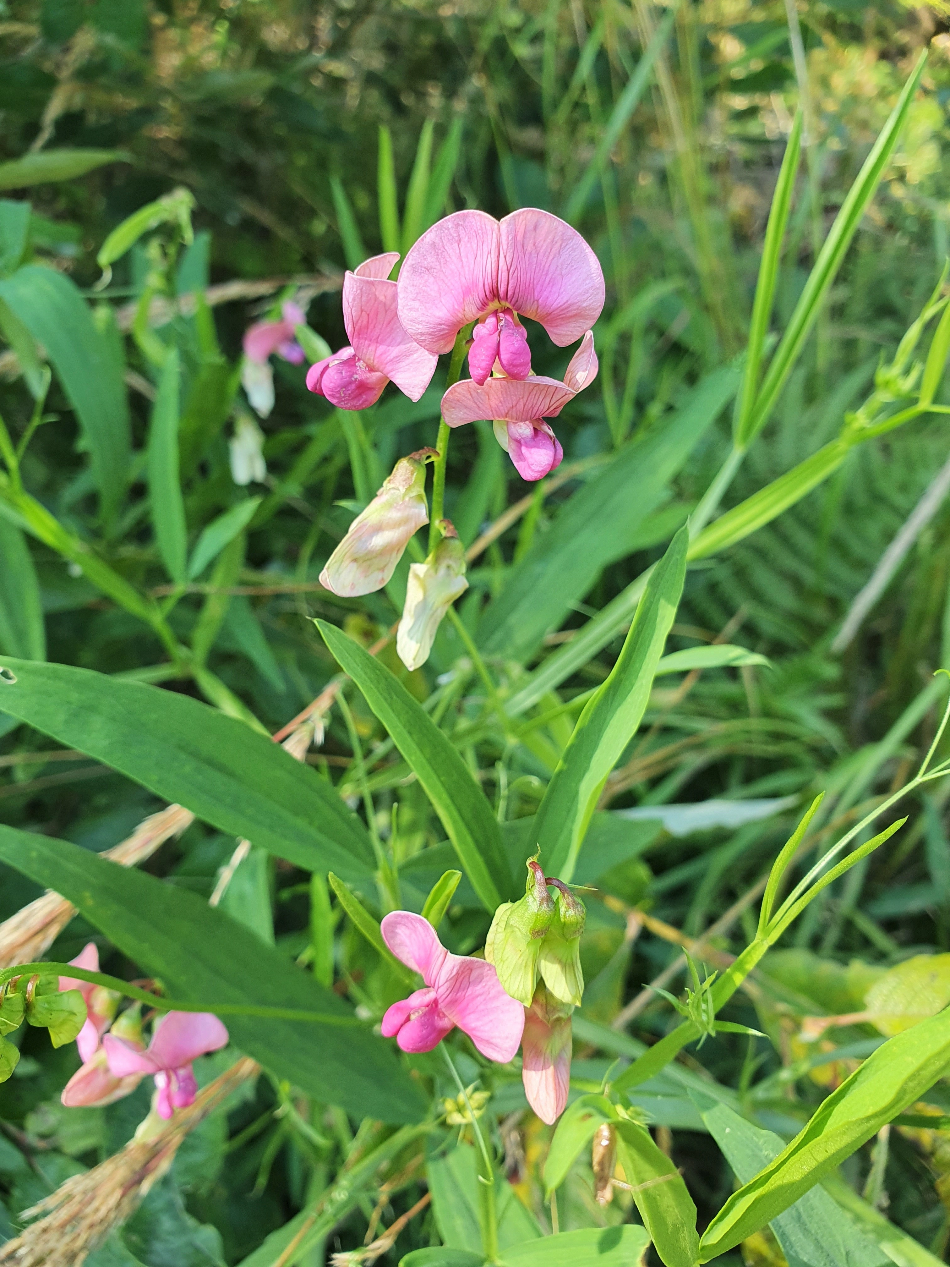 : Lathyrus sylvestris.