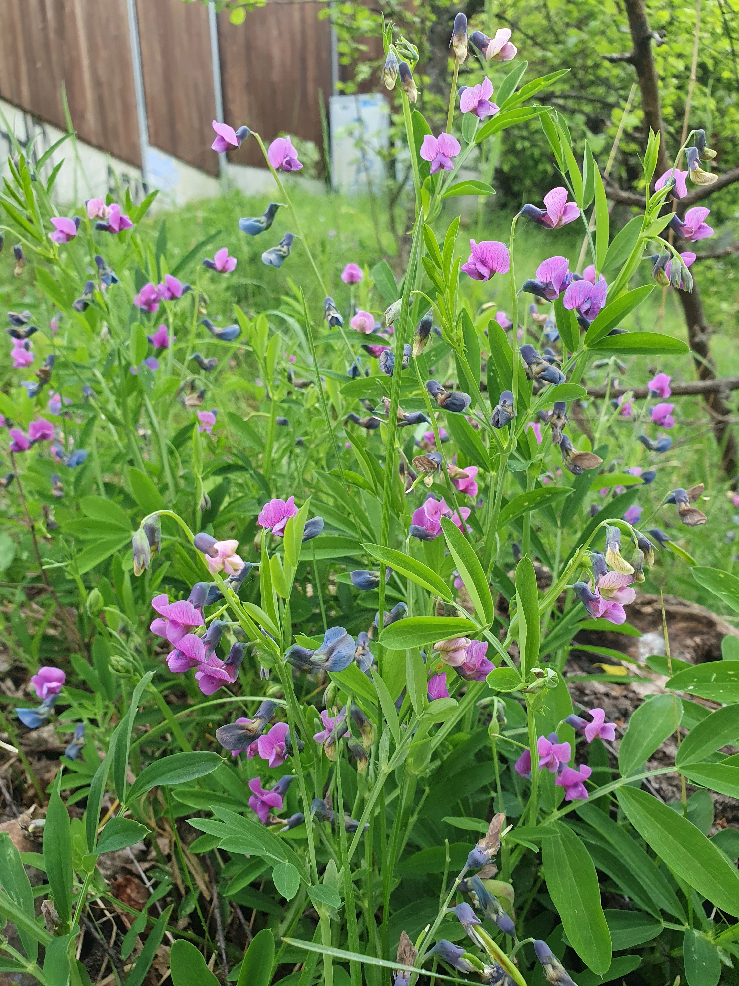 : Lathyrus linifolius.