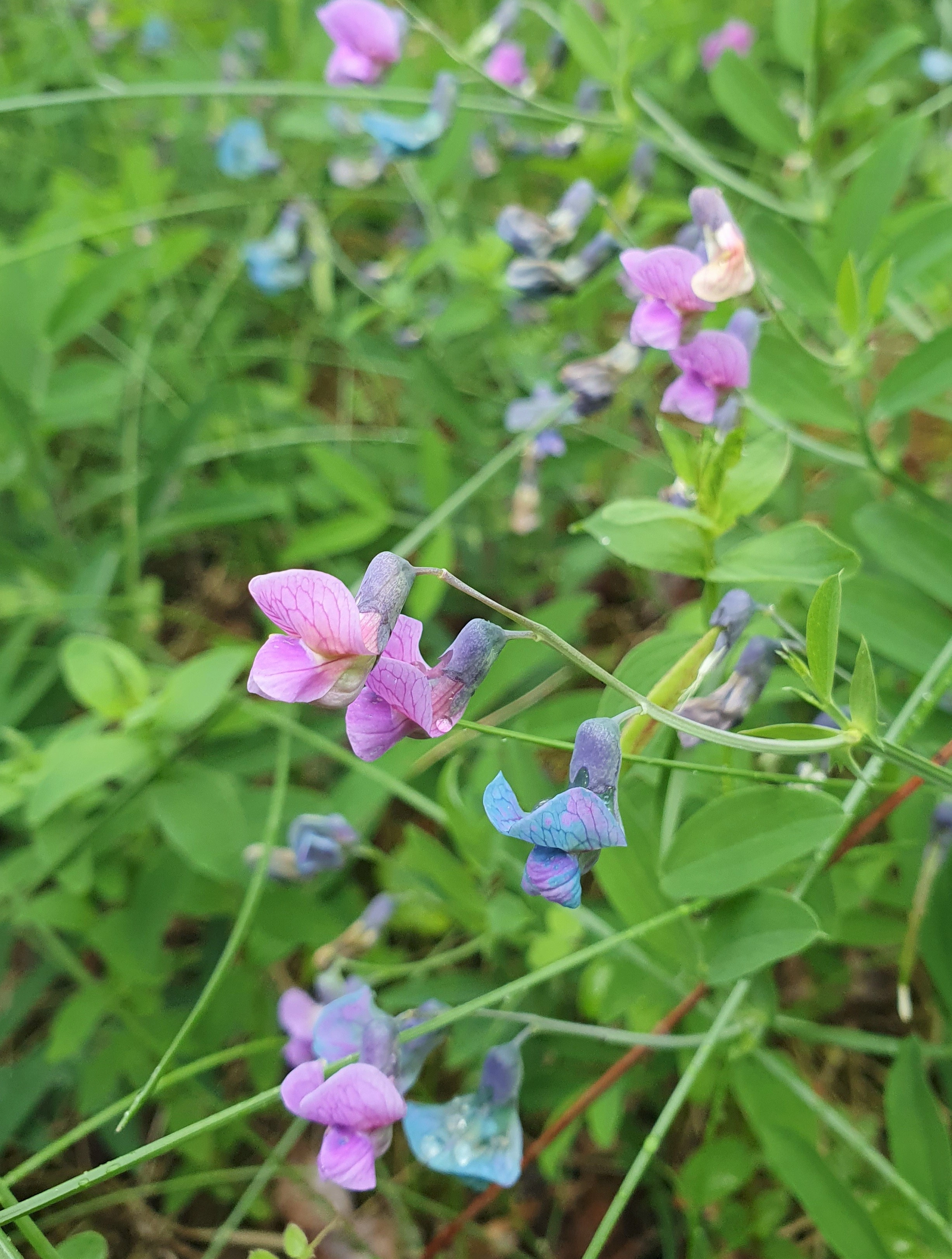 : Lathyrus linifolius.