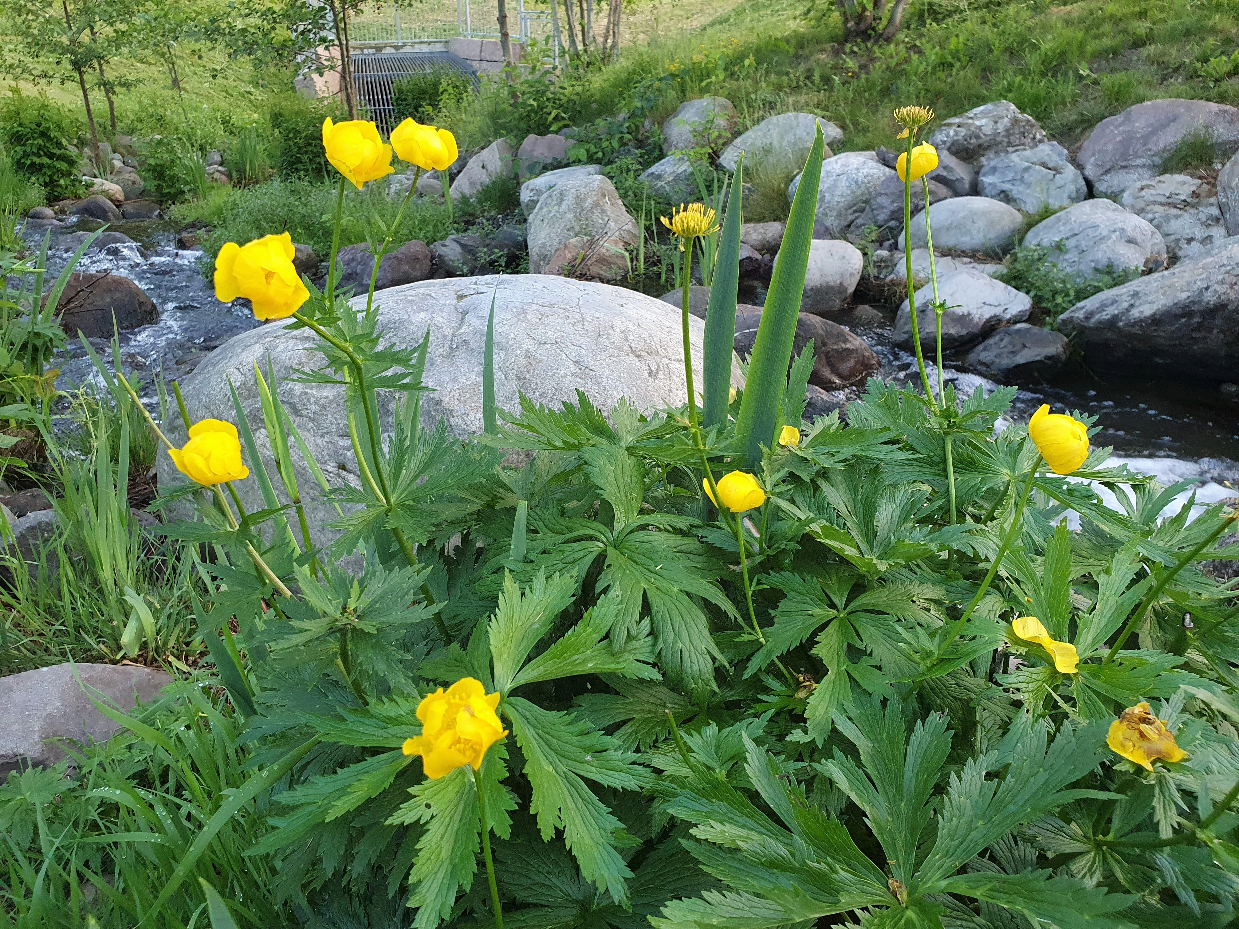 : Trollius europaeus.