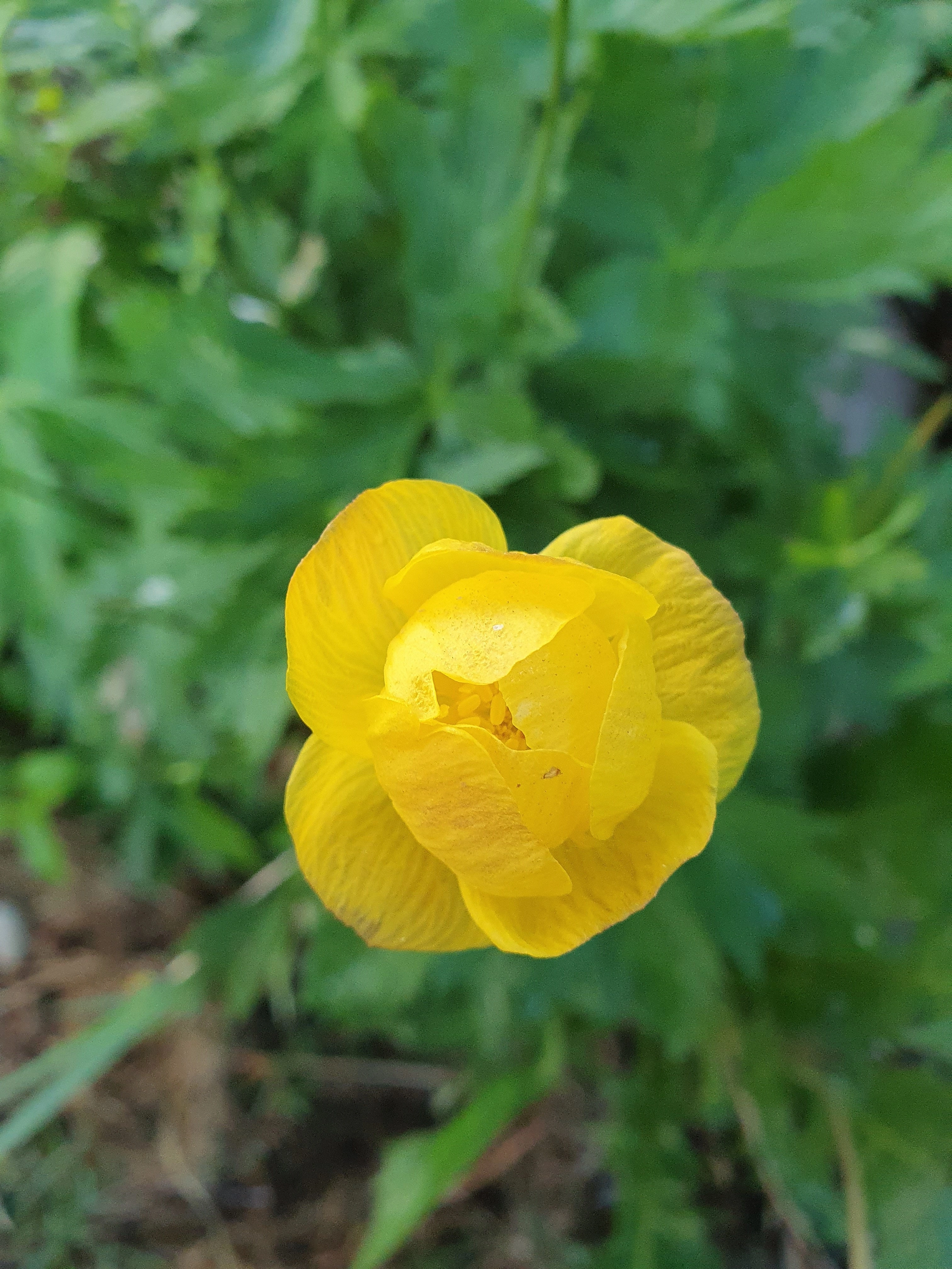 : Trollius europaeus.