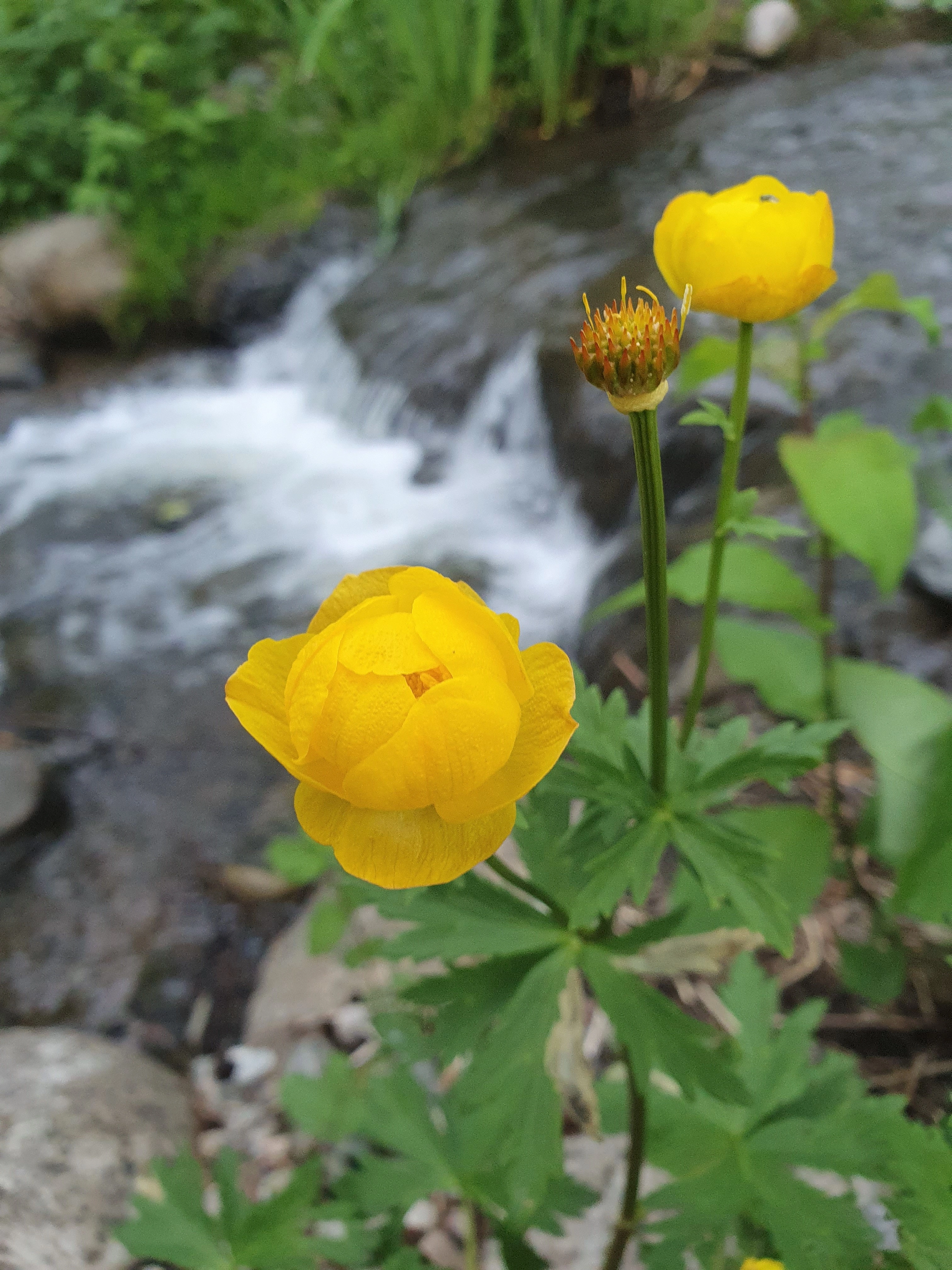 : Trollius europaeus.