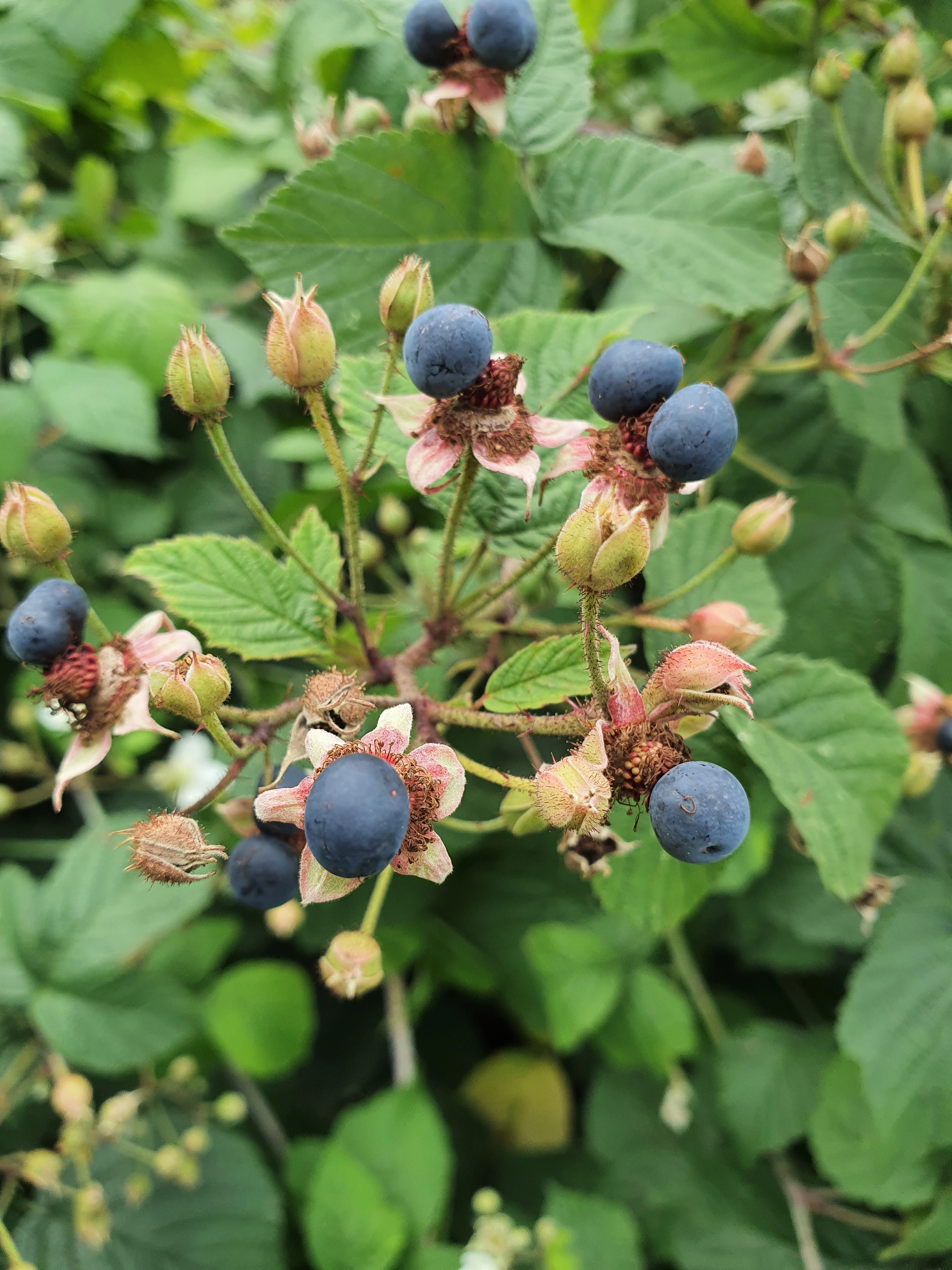 : Rubus caesius.