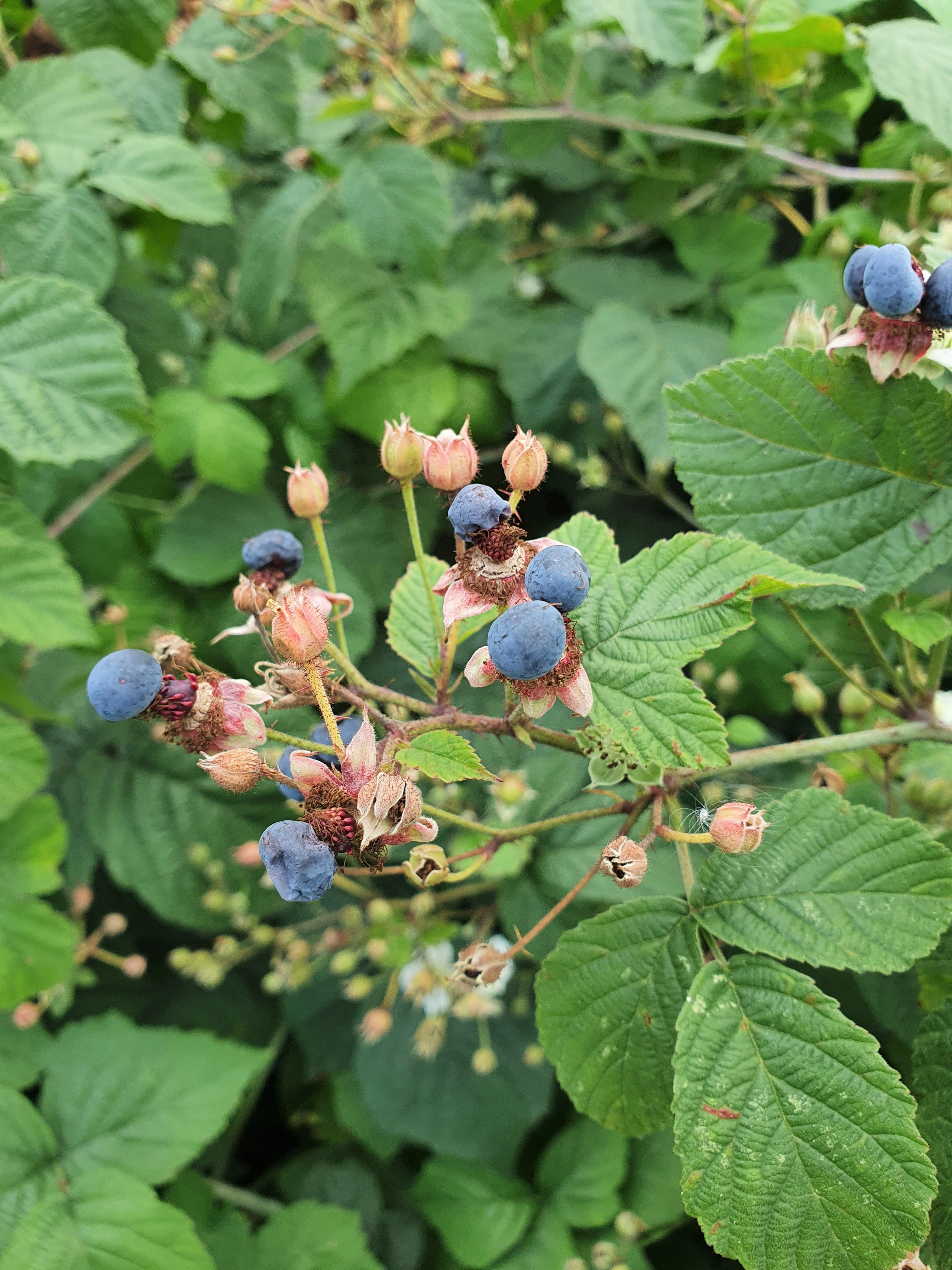 : Rubus caesius.