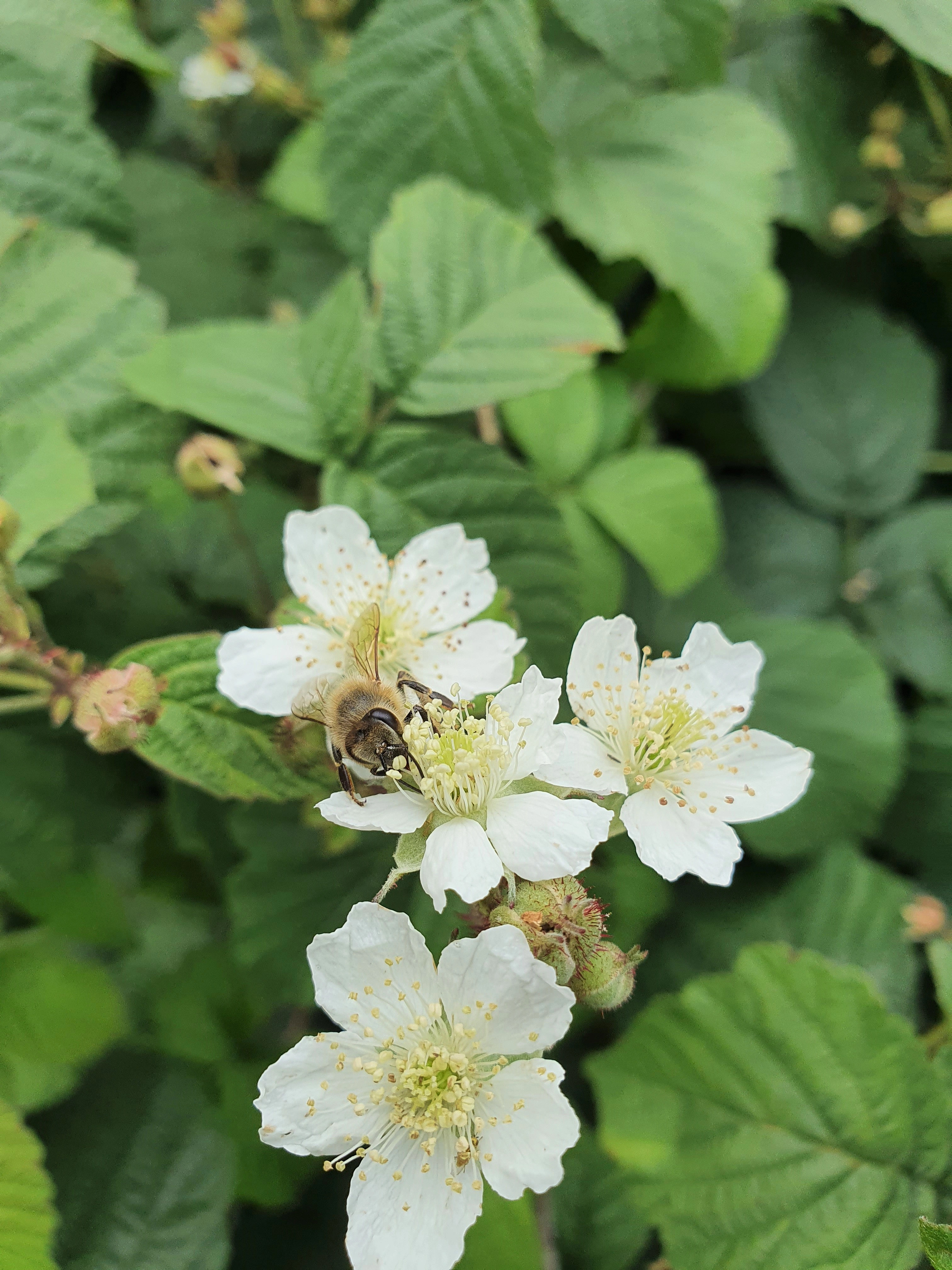 : Rubus caesius.