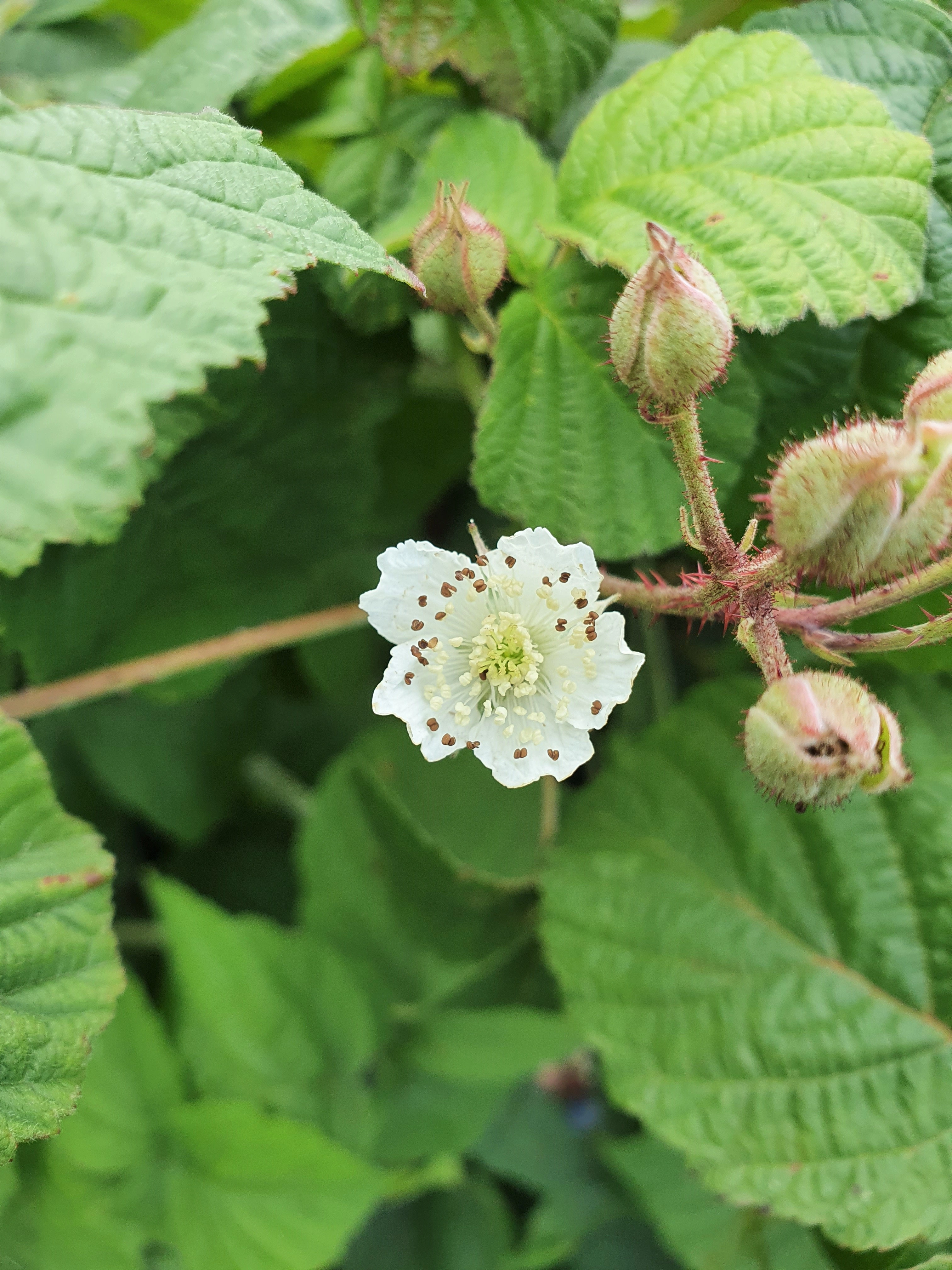 : Rubus caesius.