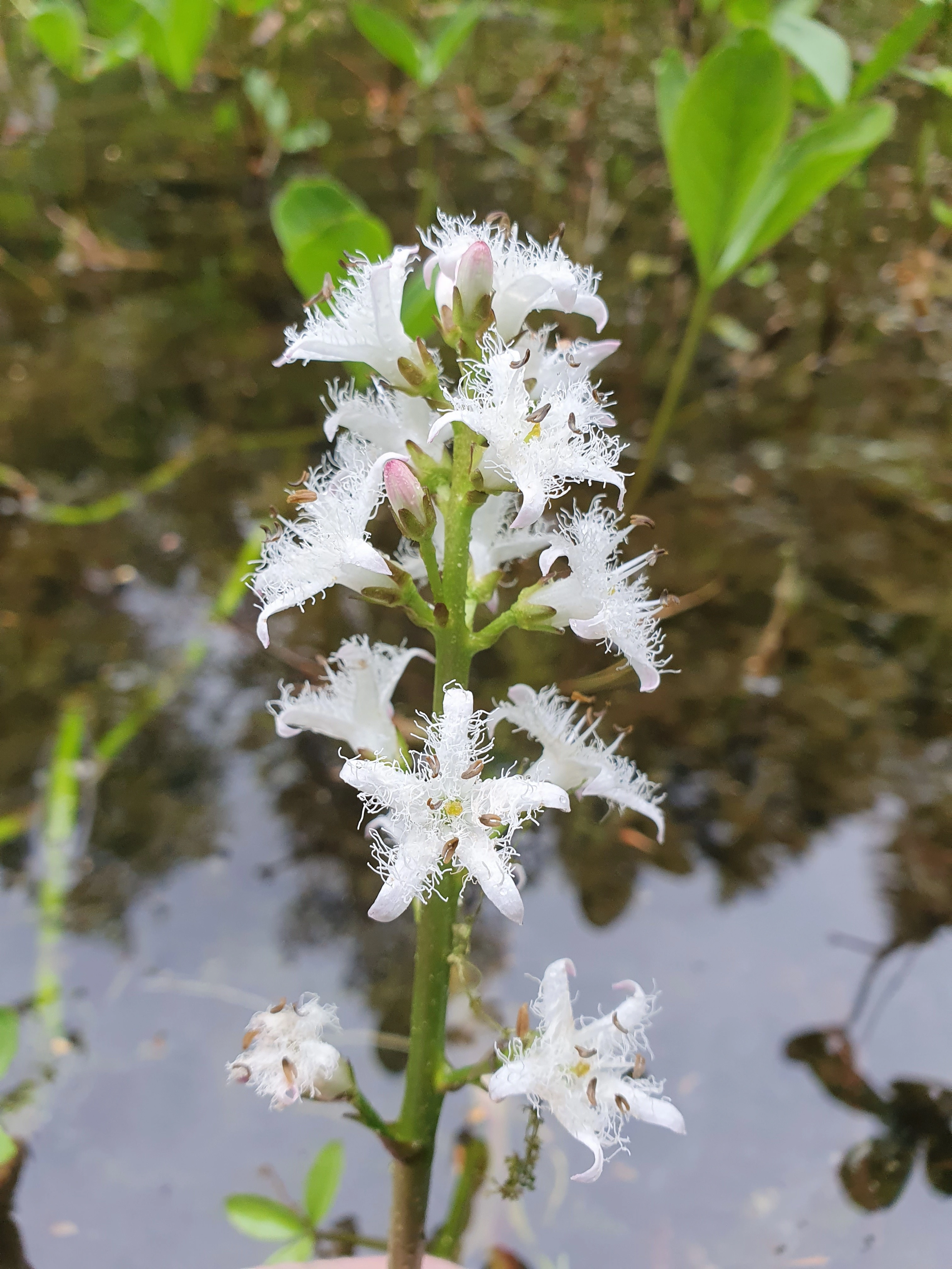 : Menyanthes trifoliata.