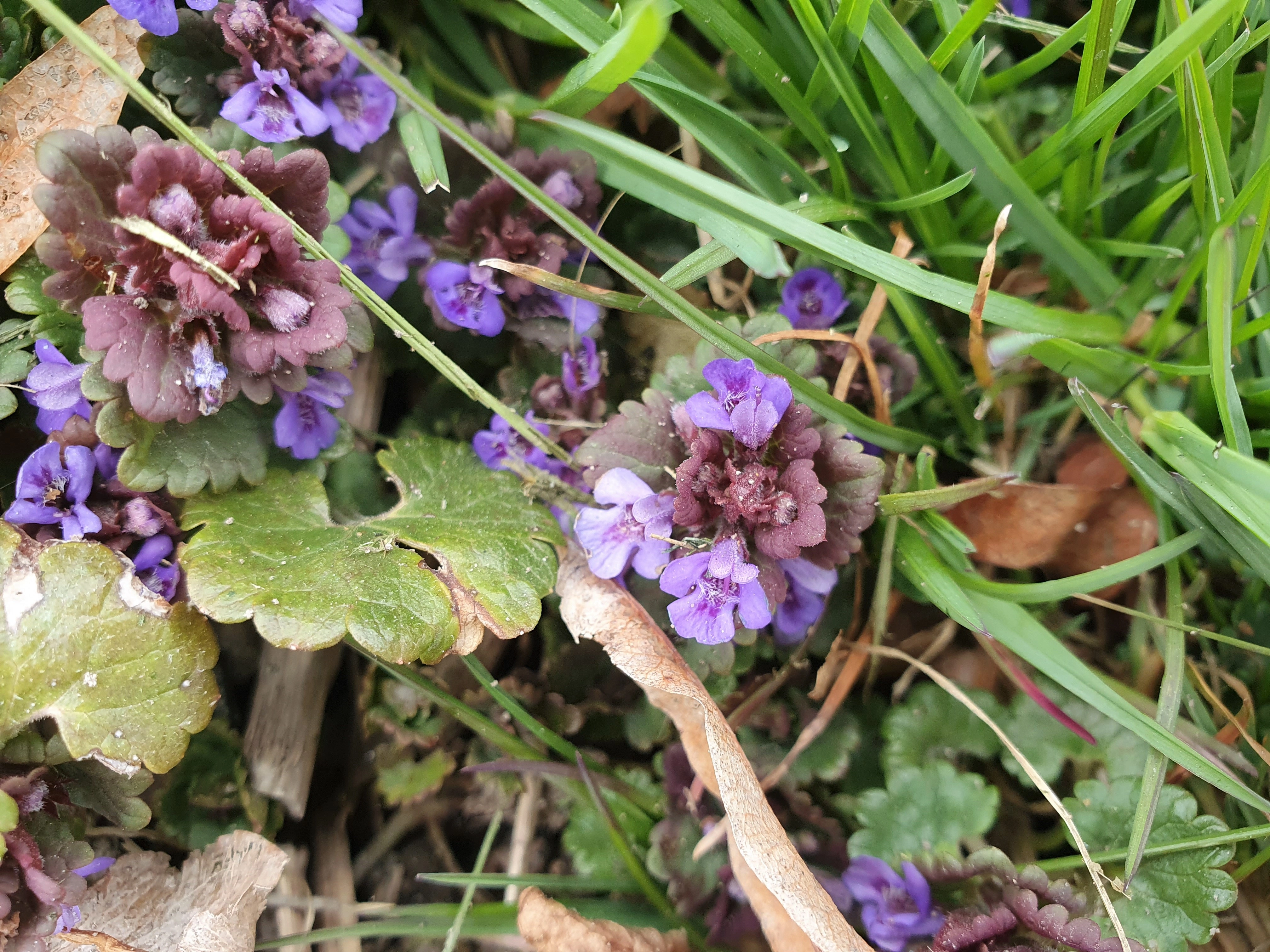 : Glechoma hederacea.