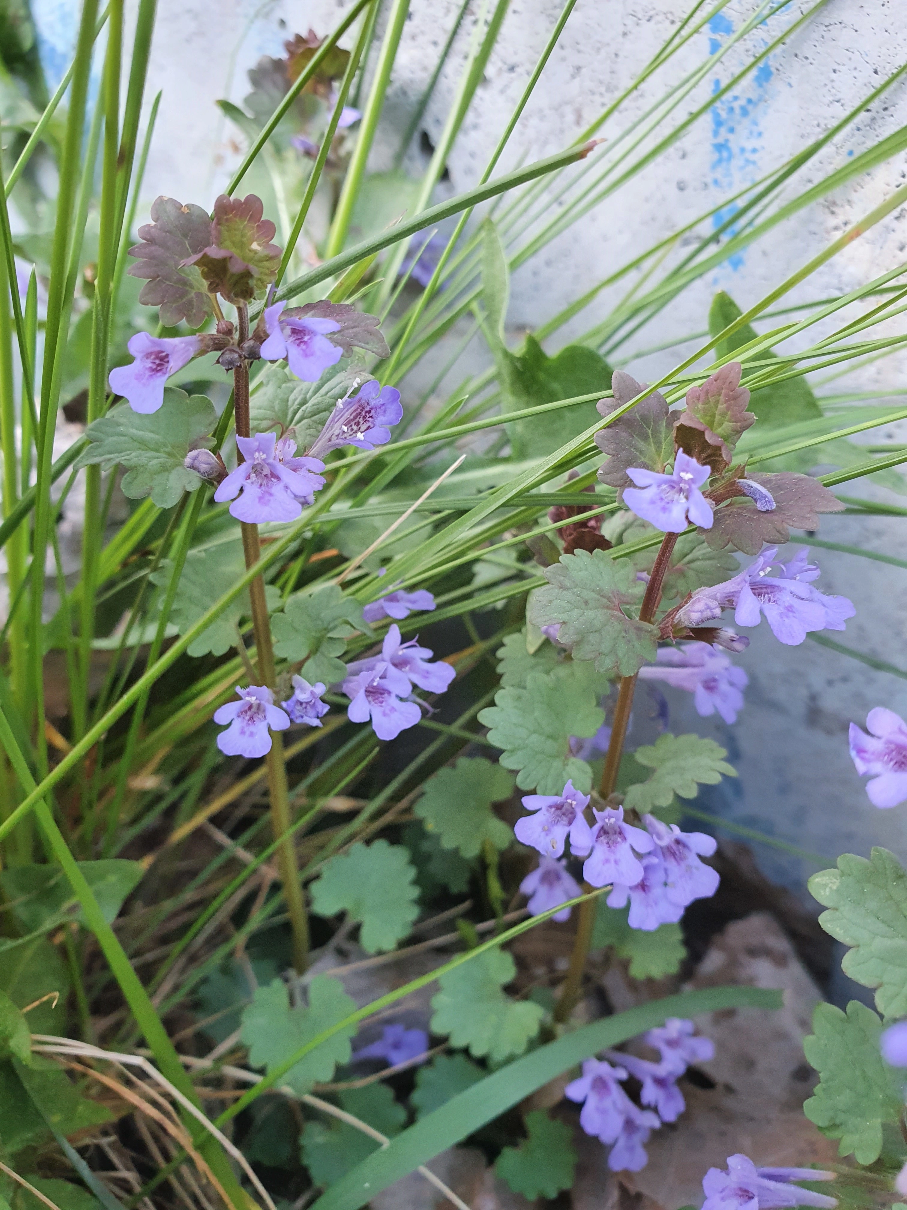 : Glechoma hederacea.