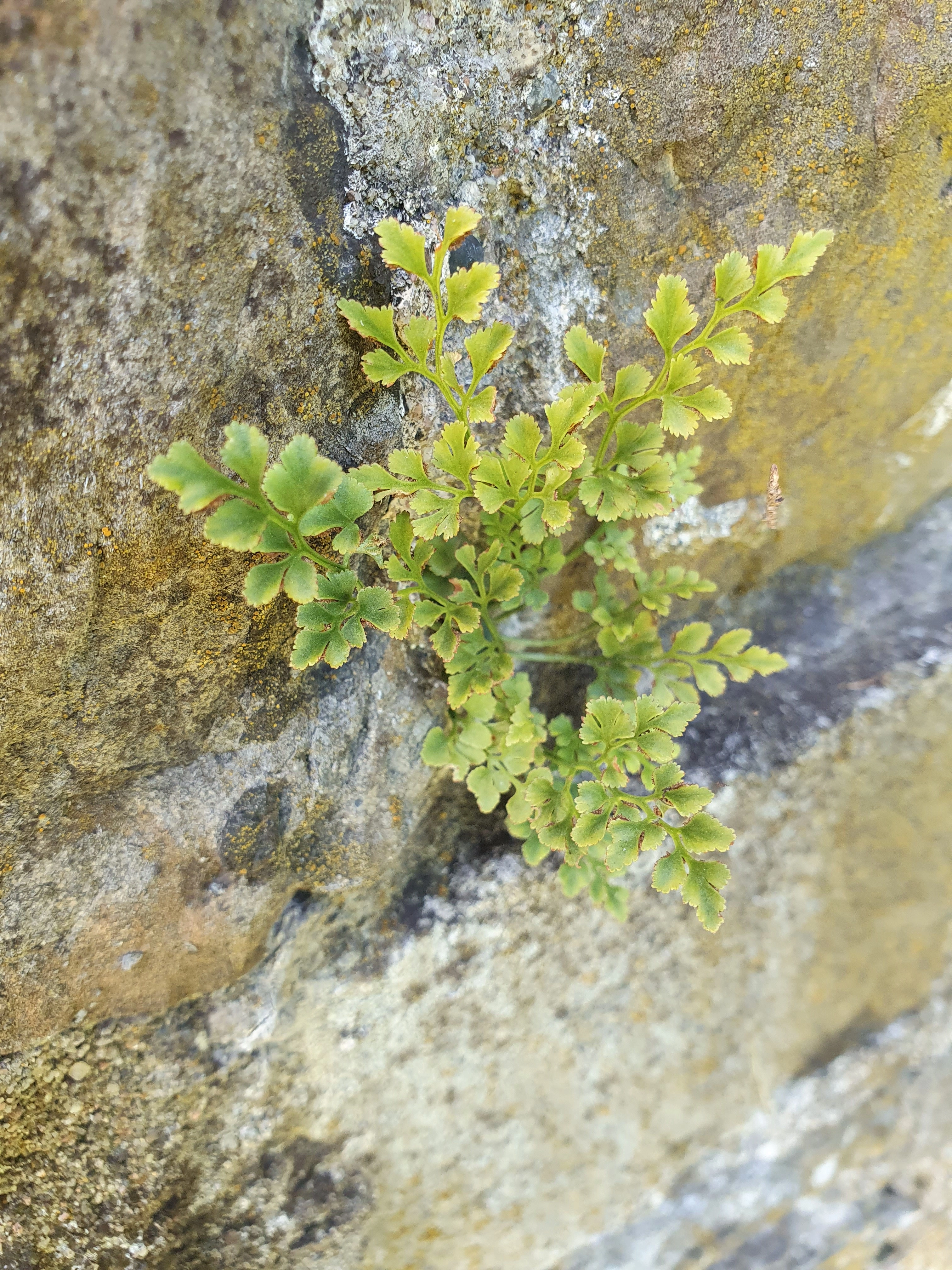 : Asplenium ruta-muraria.