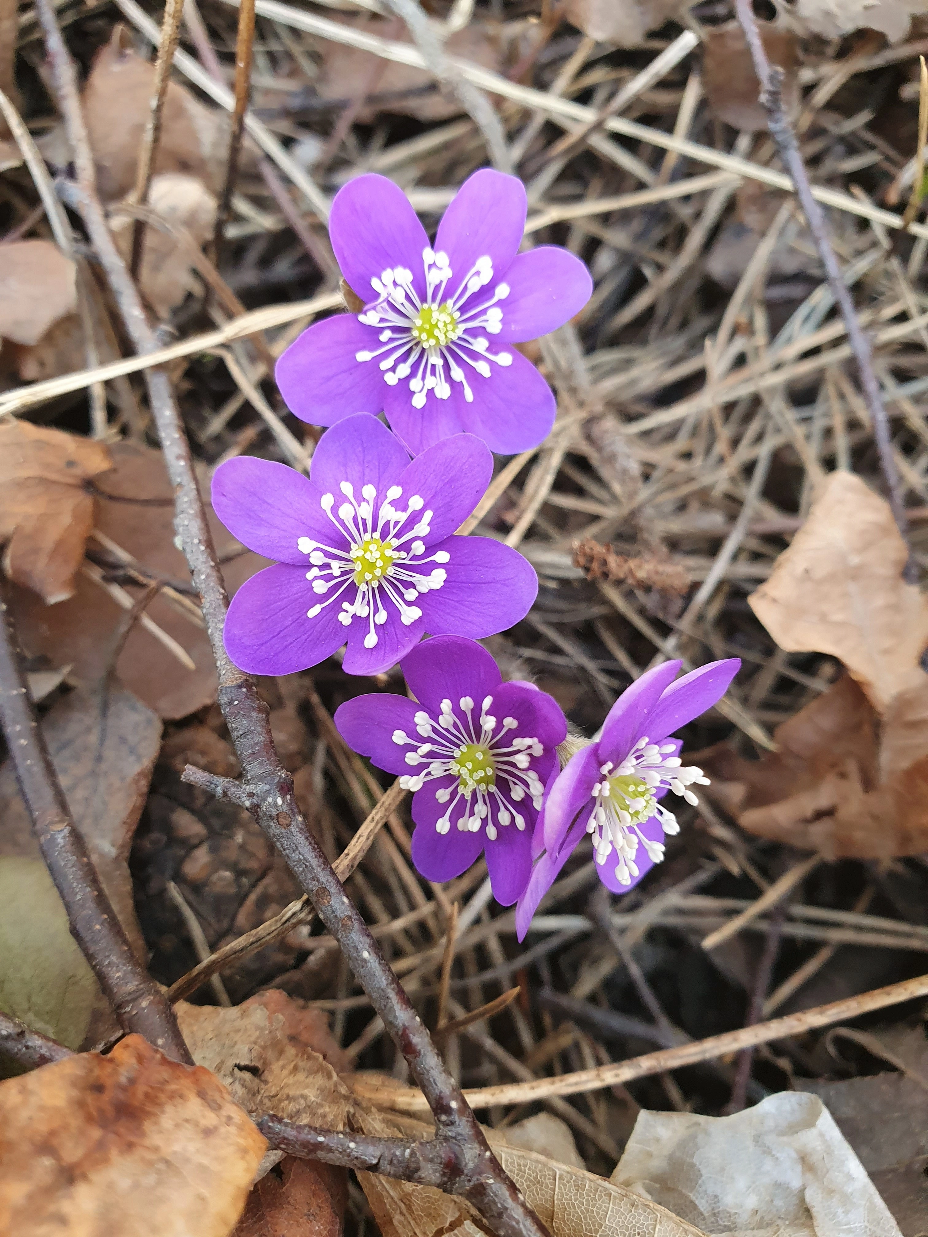 : Hepatica nobilis.