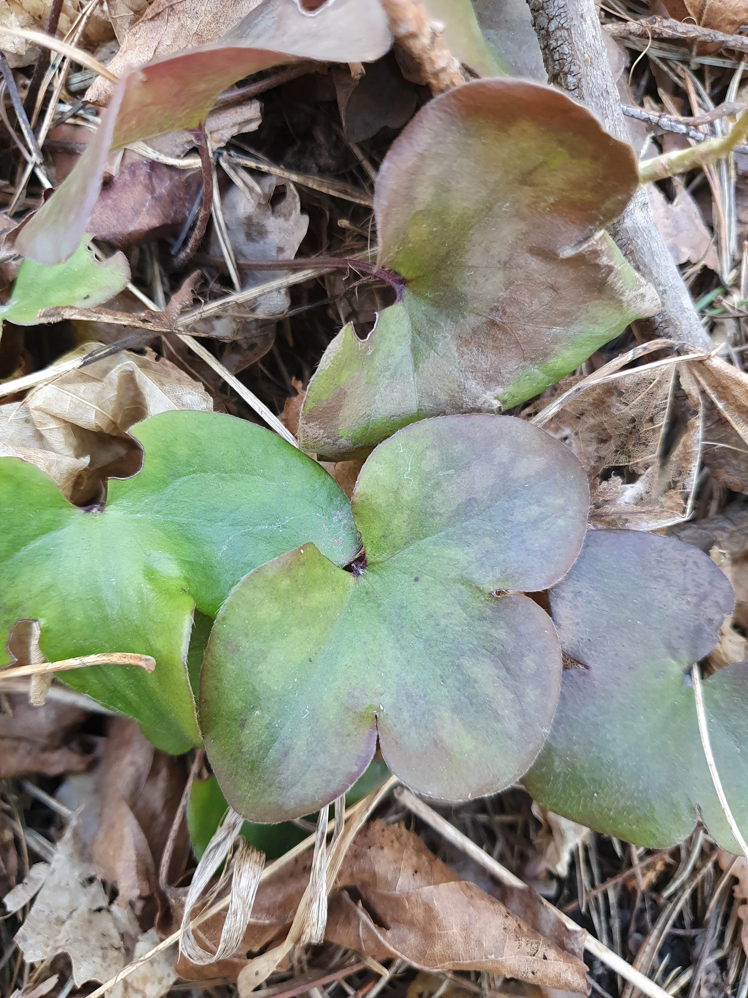 : Hepatica nobilis.