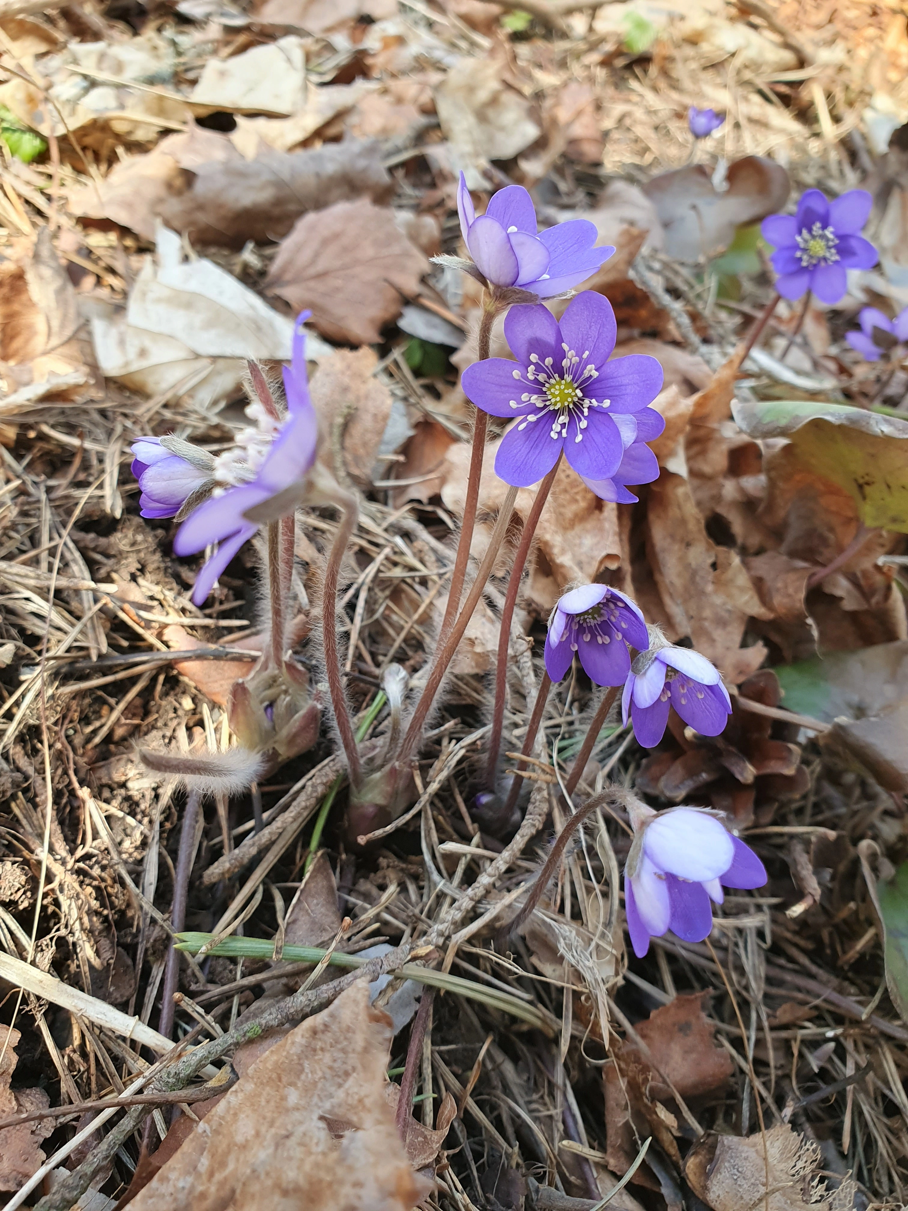 : Hepatica nobilis.