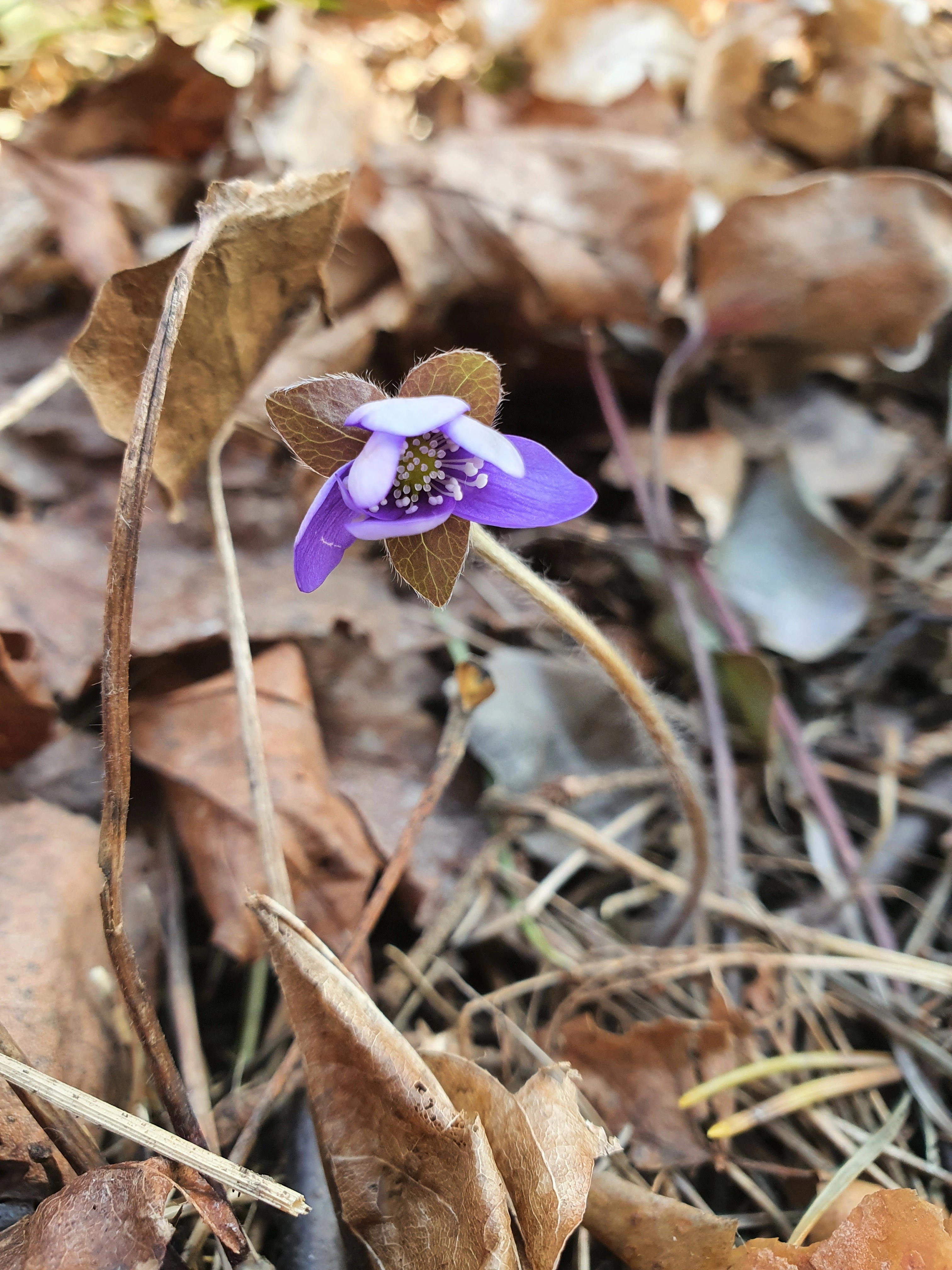 : Hepatica nobilis.