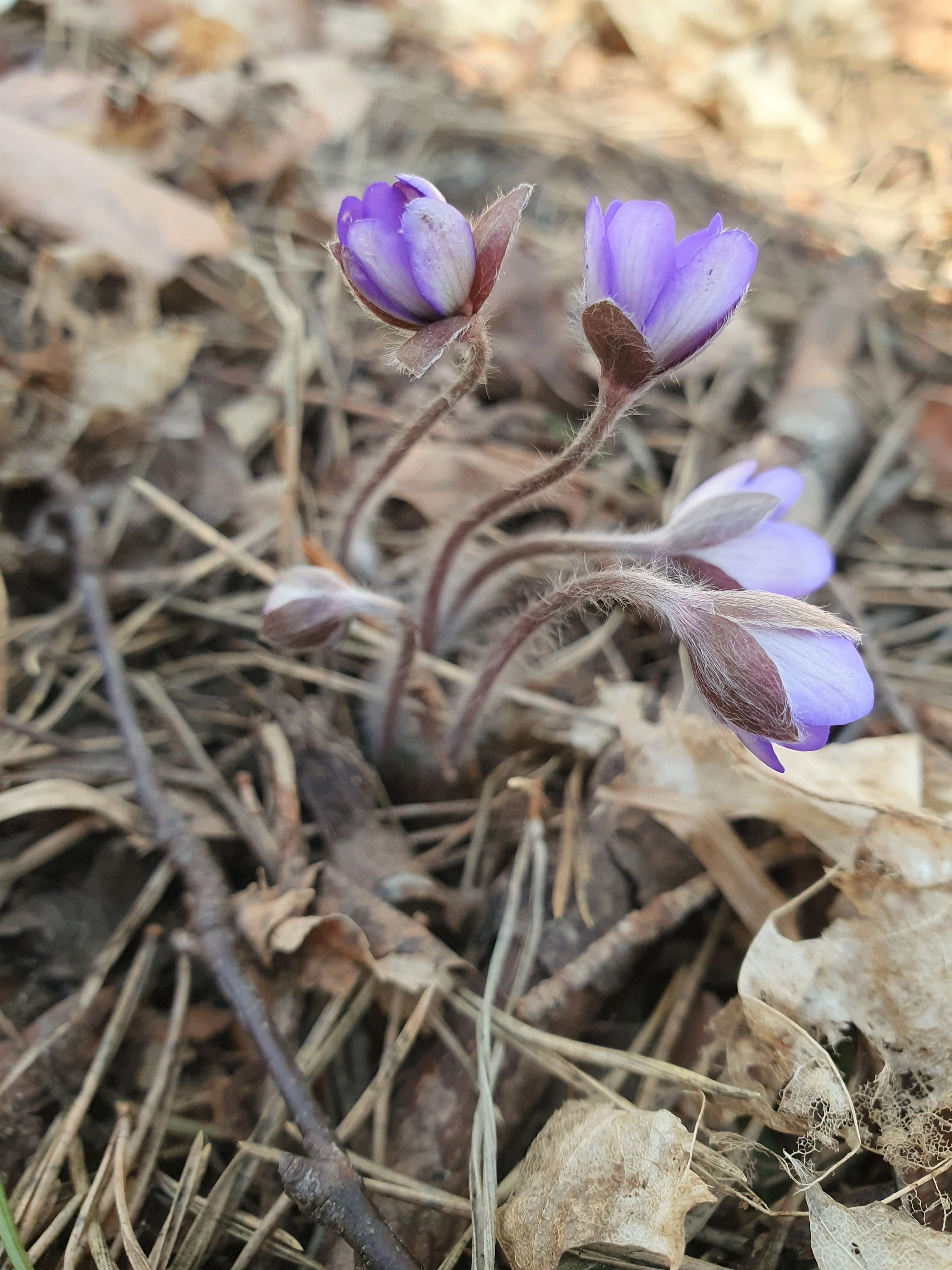 : Hepatica nobilis.