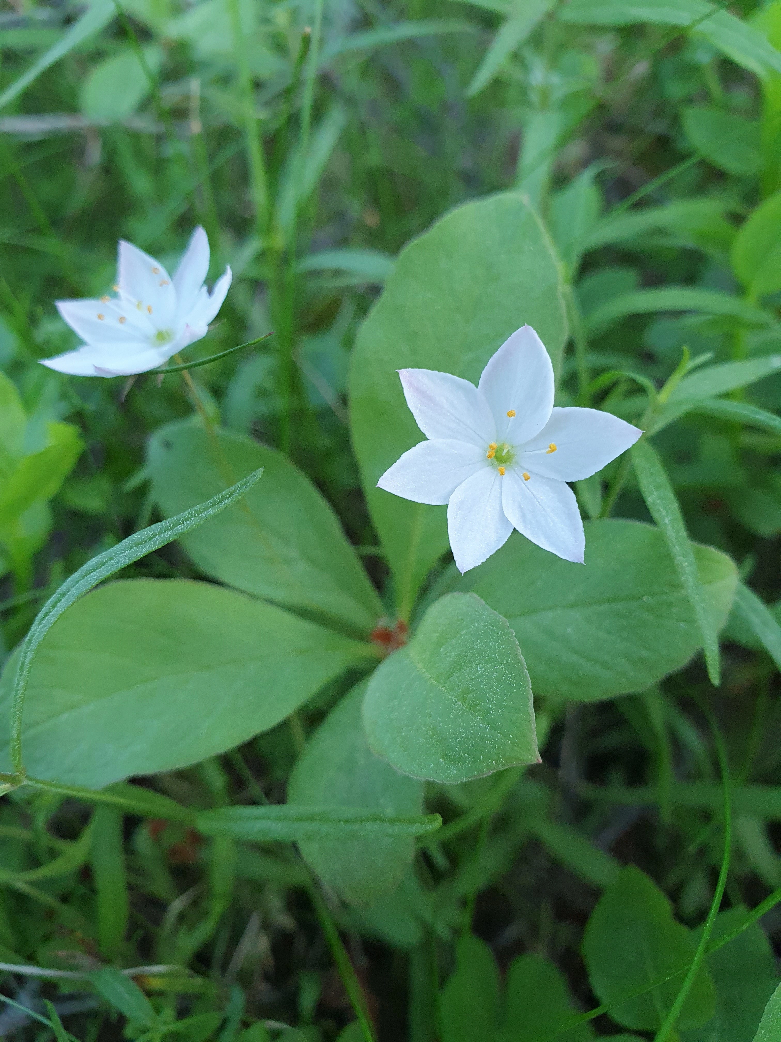 : Lysimachia europaea.