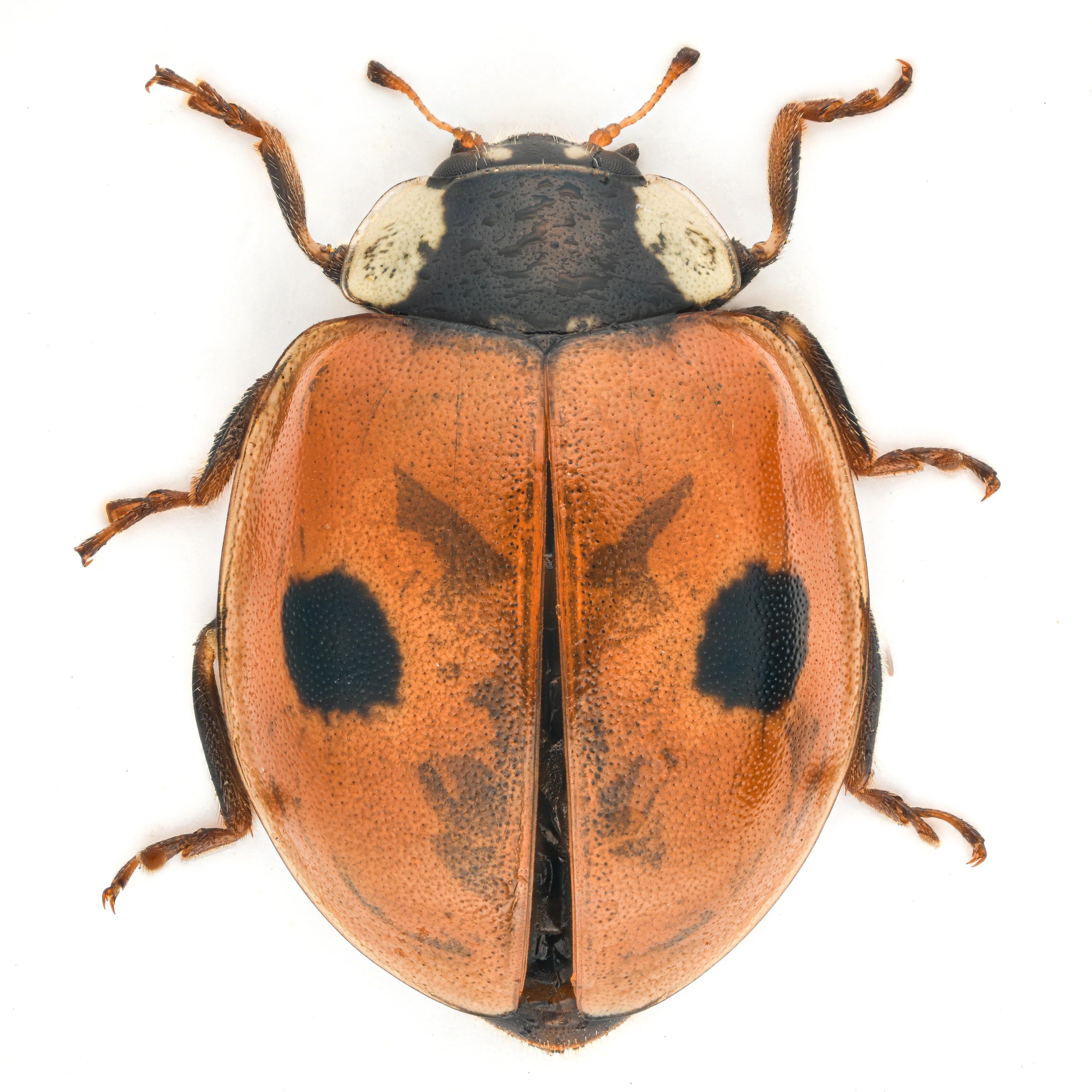 : Adalia bipunctata.