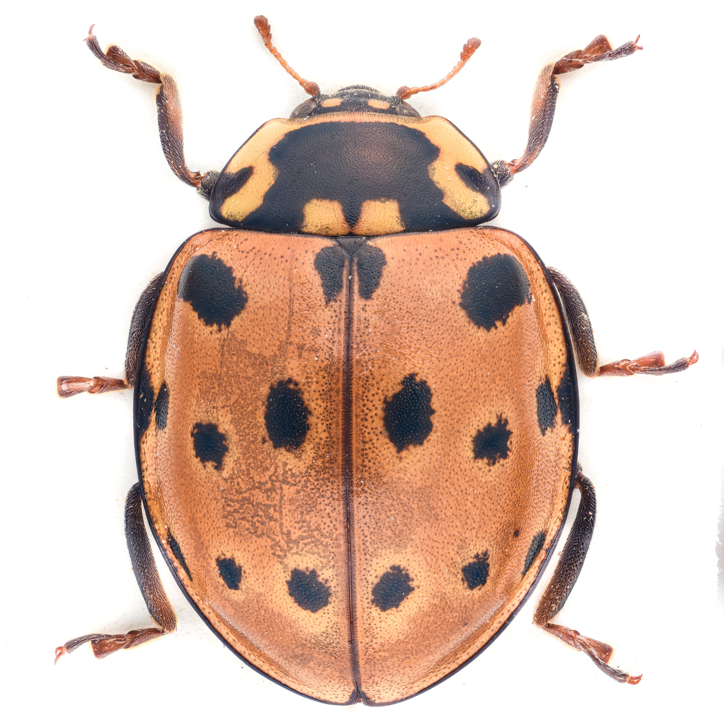 : Anatis ocellata.