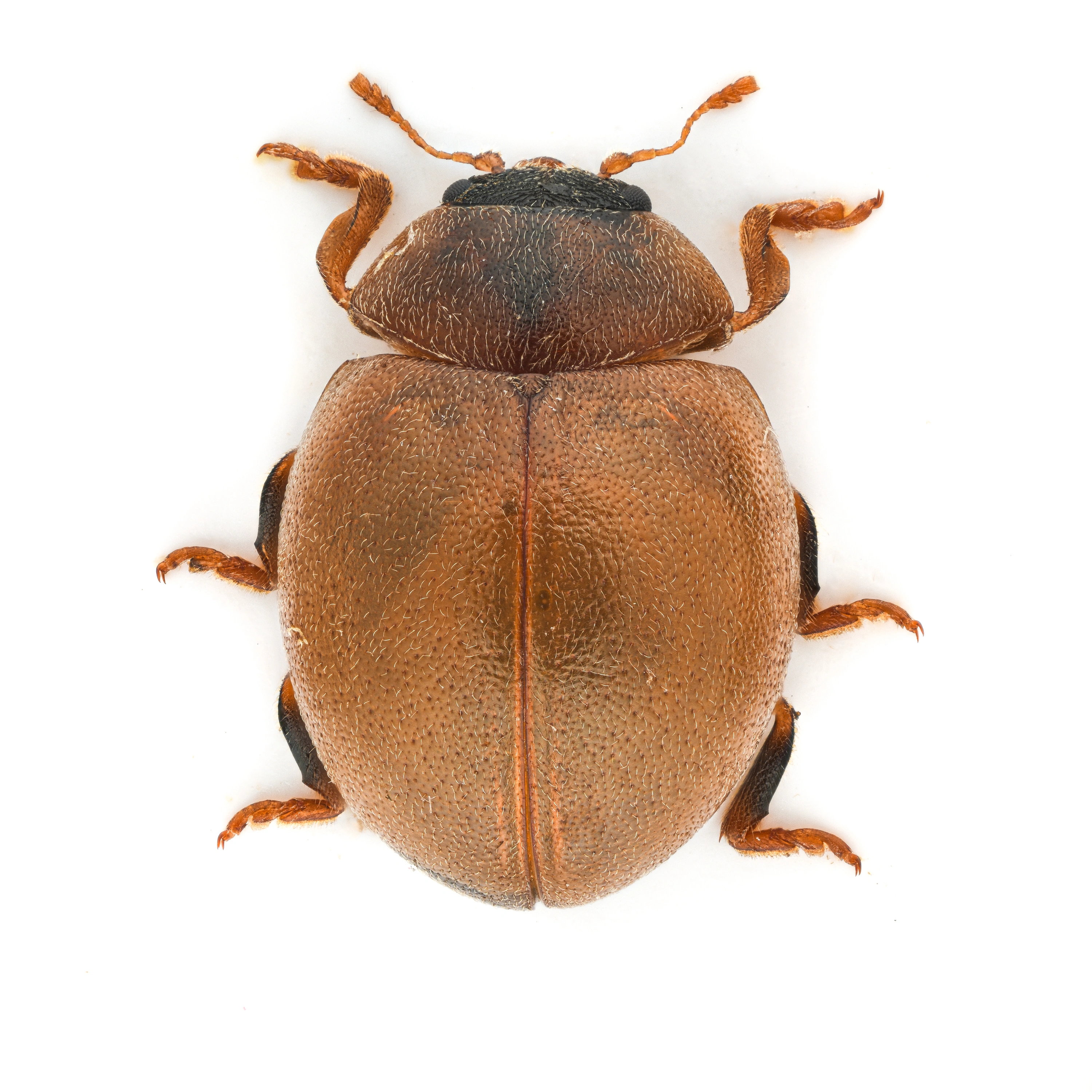 : Cynegetis impunctata.