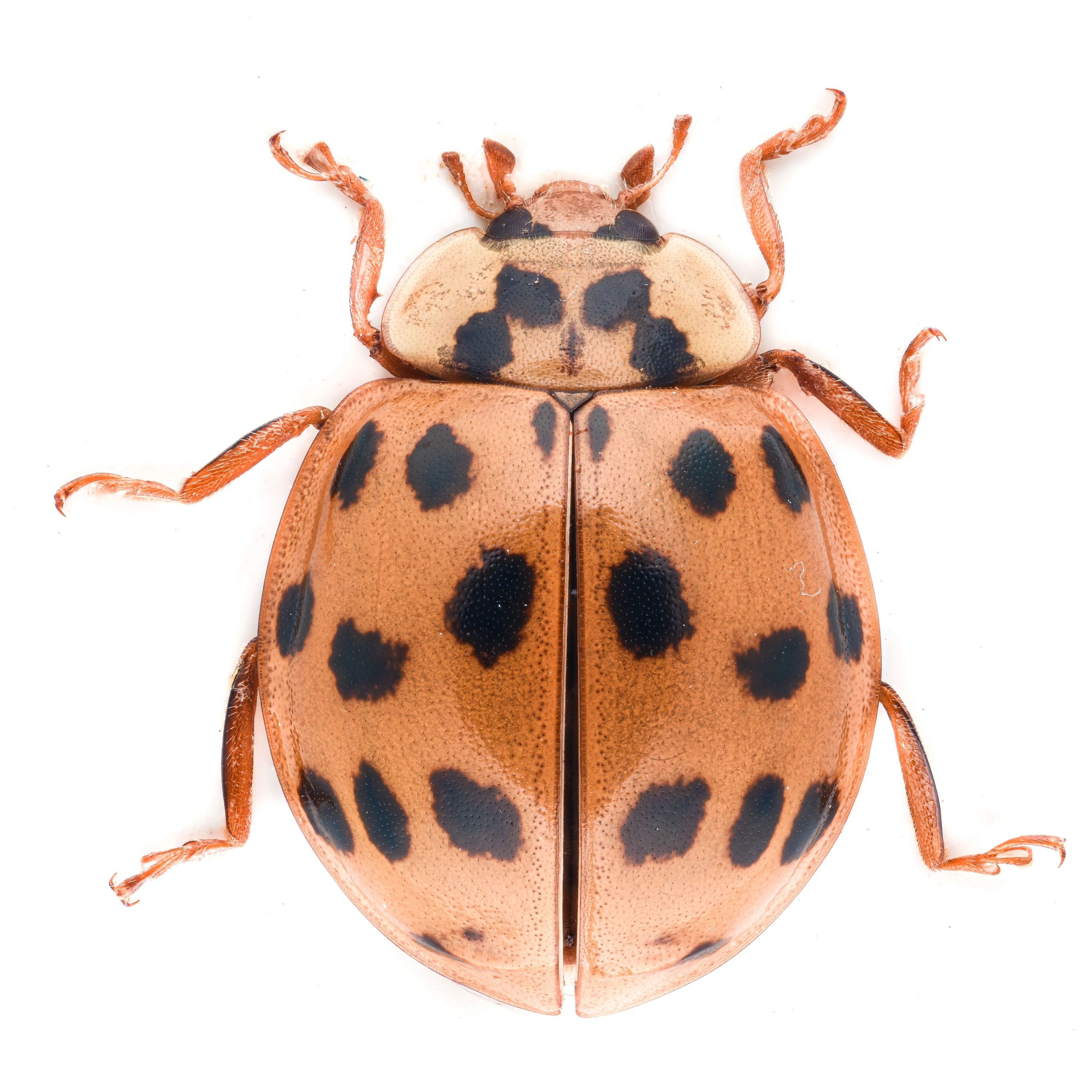 : Harmonia axyridis.