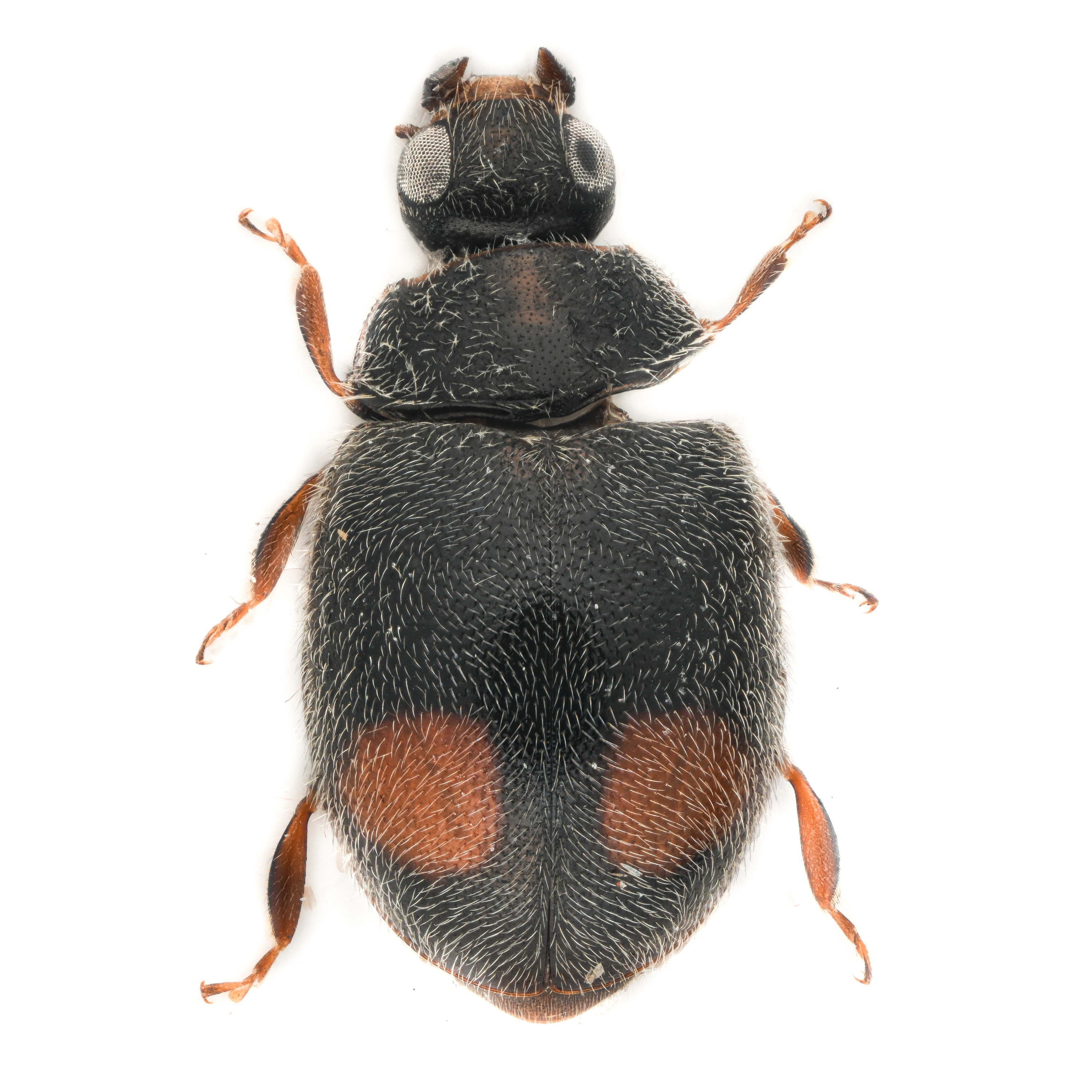 : Nephus bipunctatus.