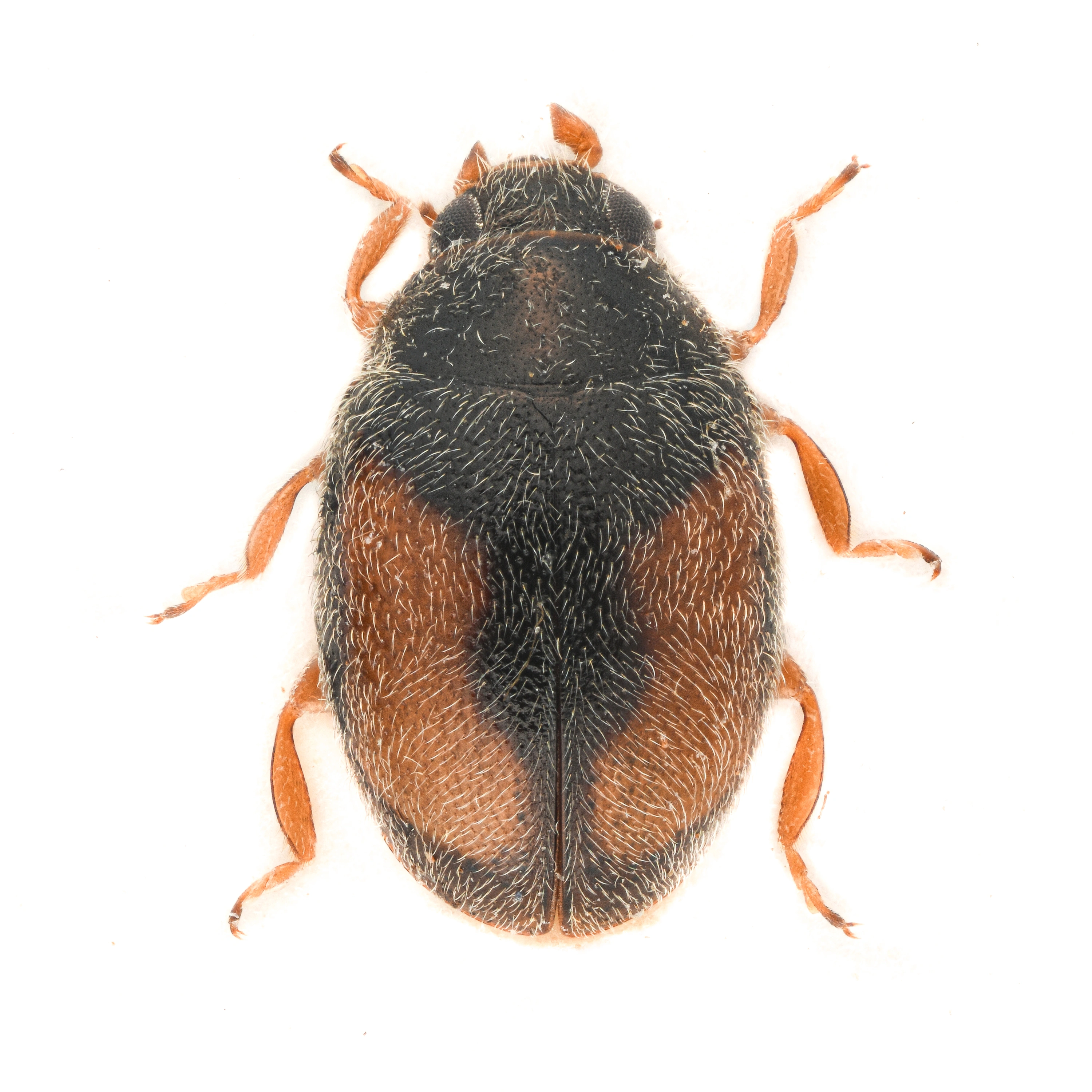 : Nephus redtenbacheri.