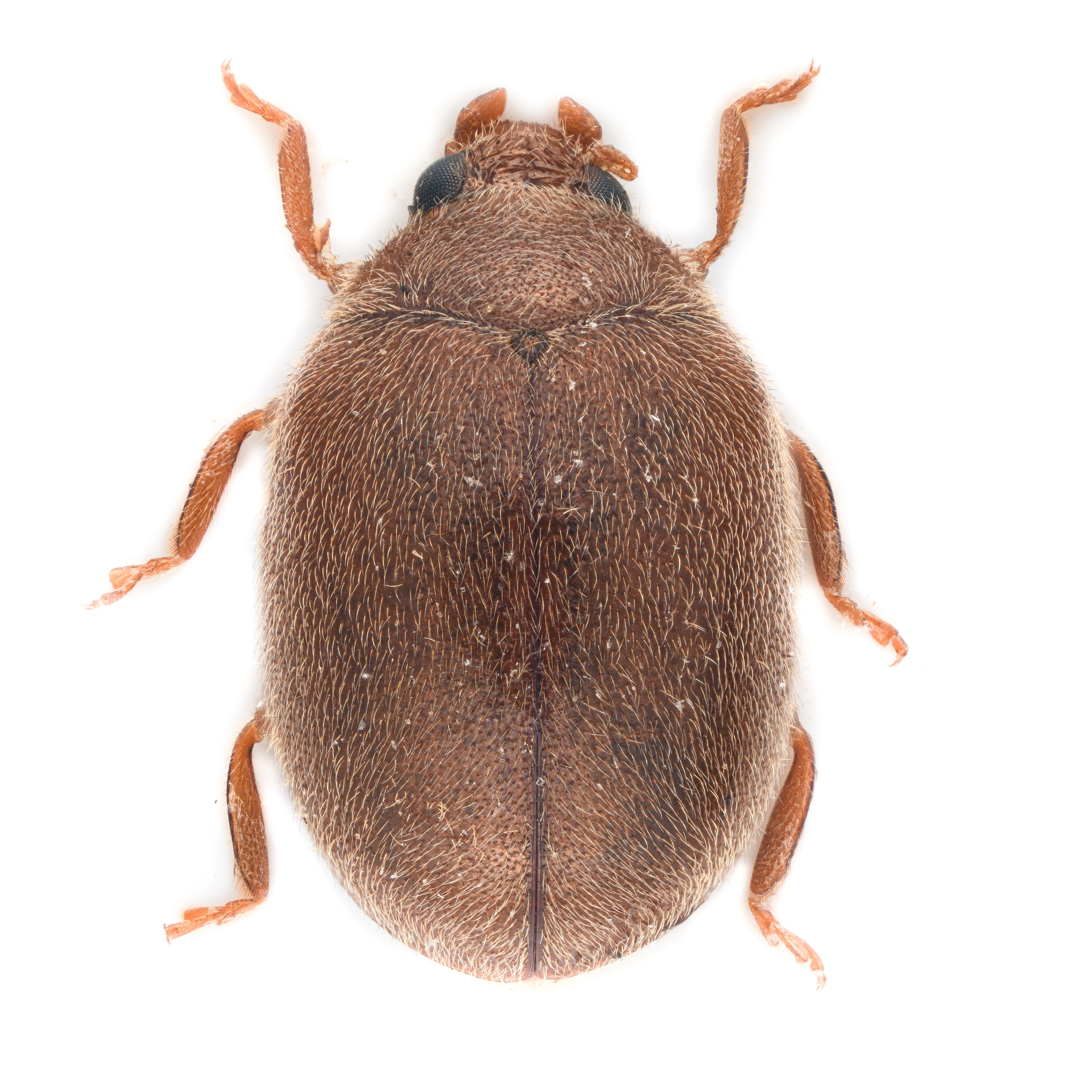 : Scymnus (Parapullus) abietis.