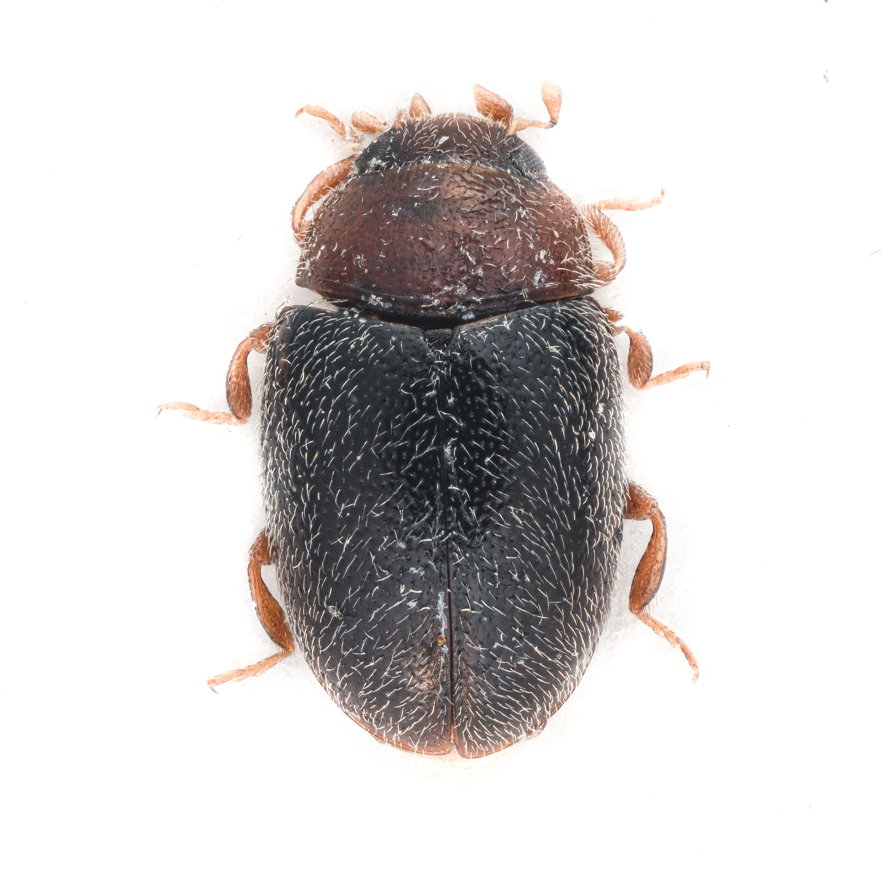 : Scymnus (Mimopullus) fennicus.