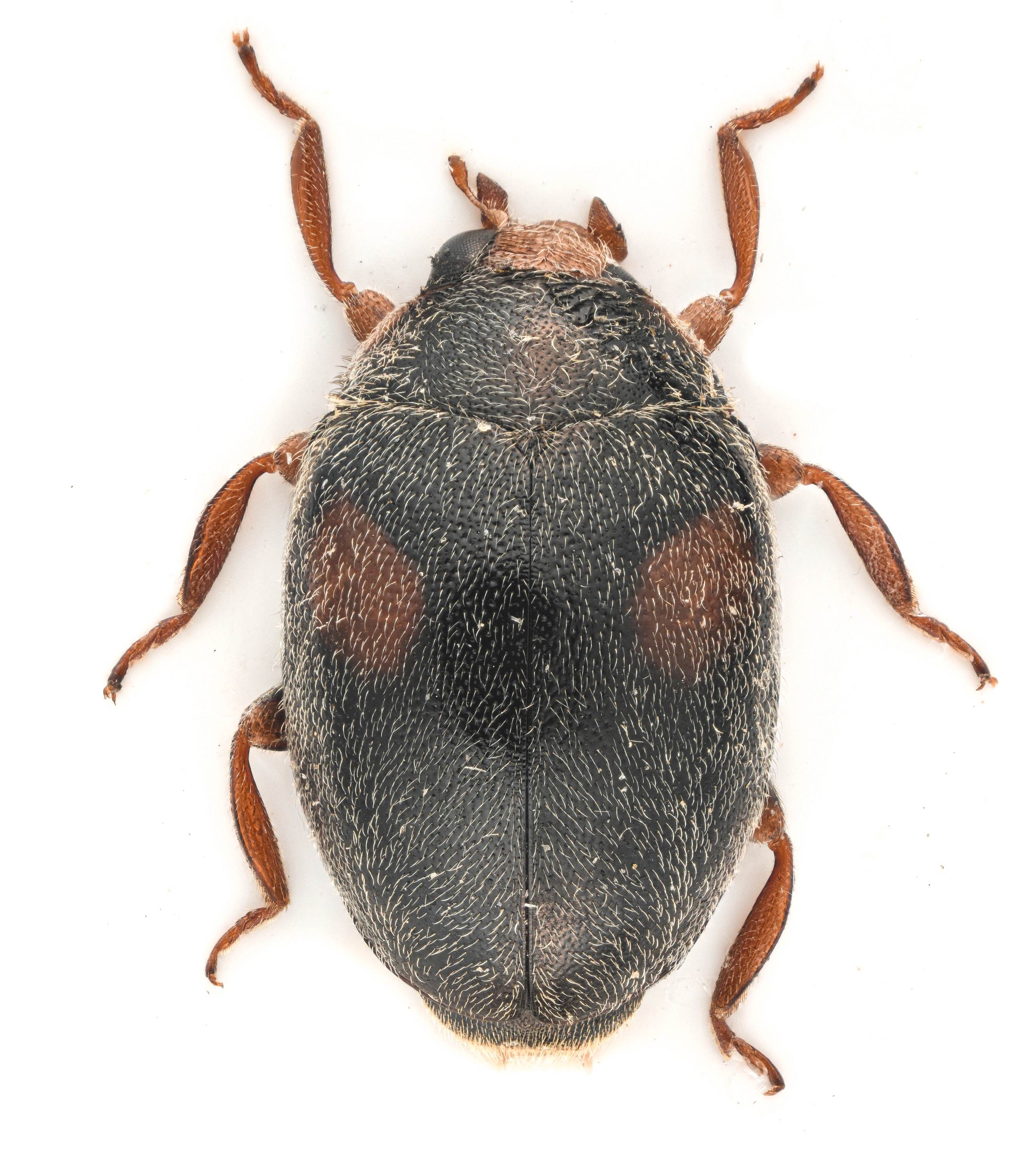 : Scymnus frontalis.