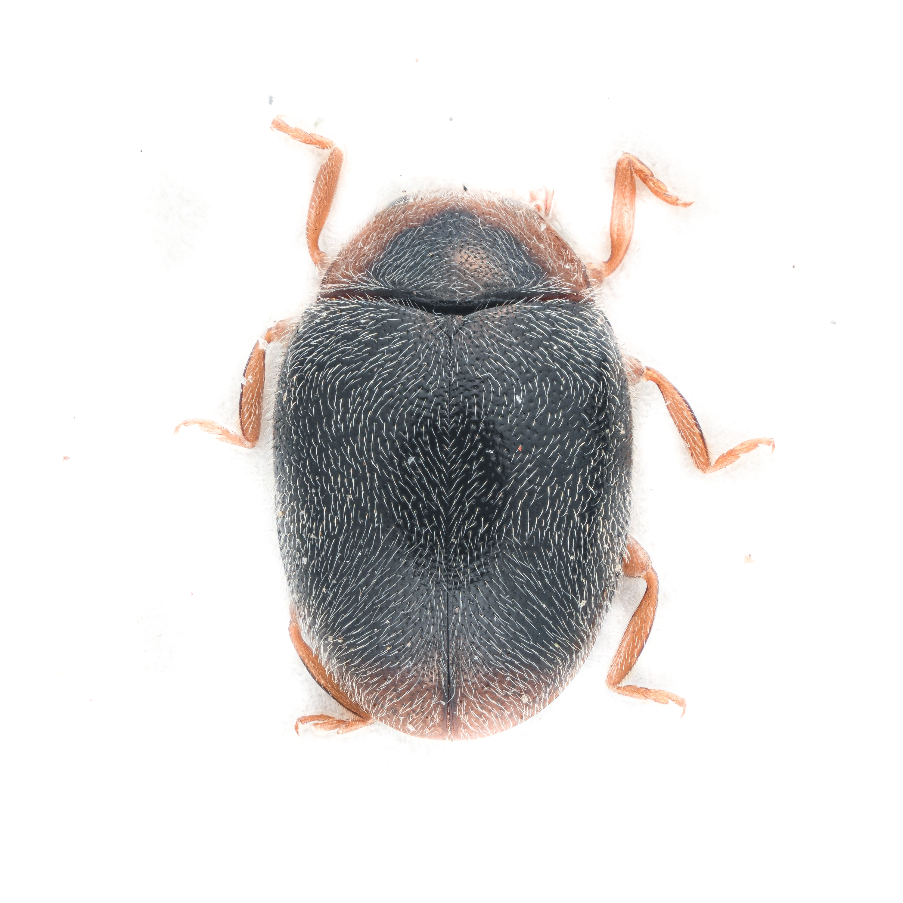 : Scymnus haemorrhoidalis.