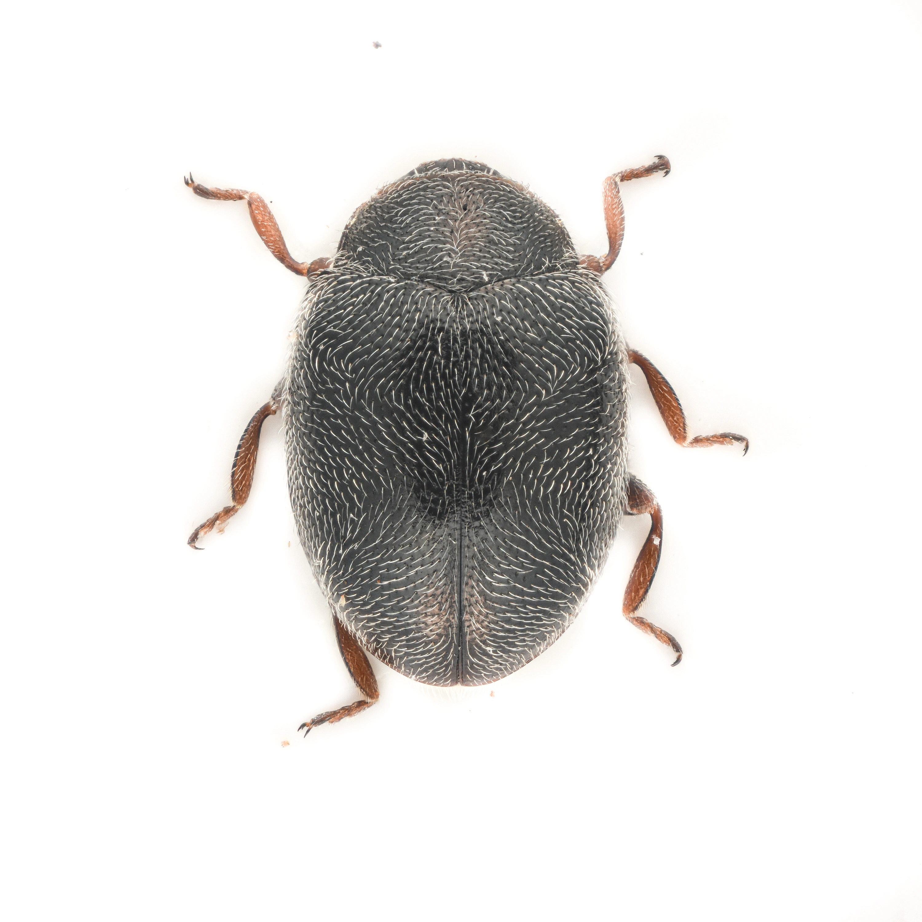 : Scymnus limbatus.