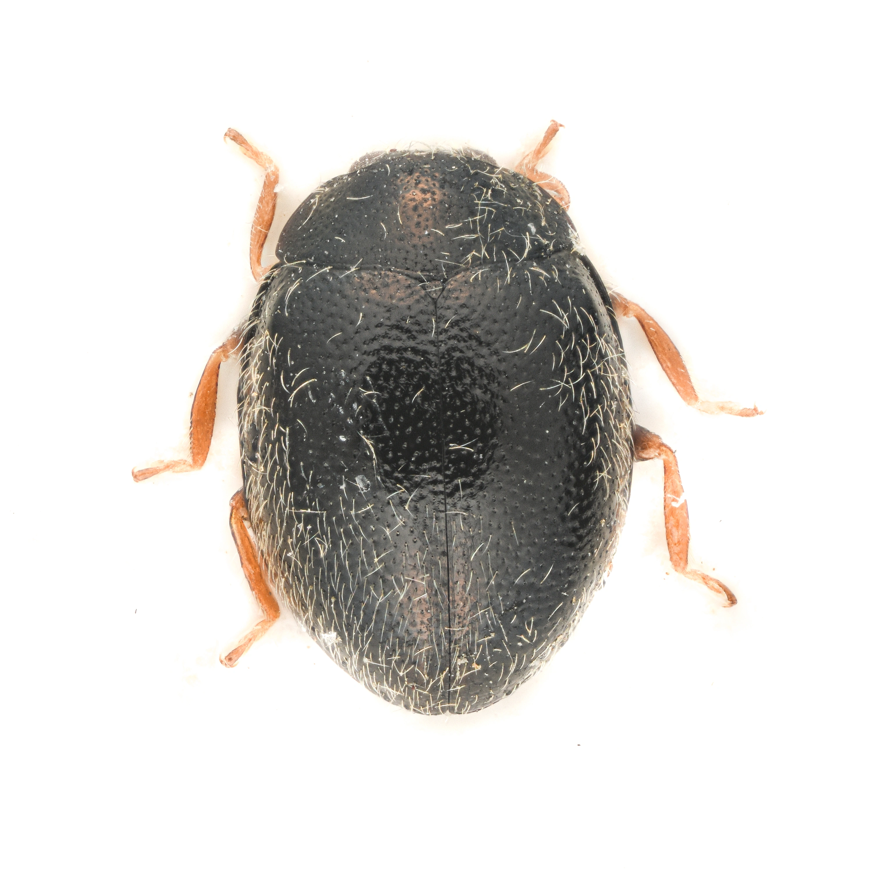 : Stethorus pusillus.