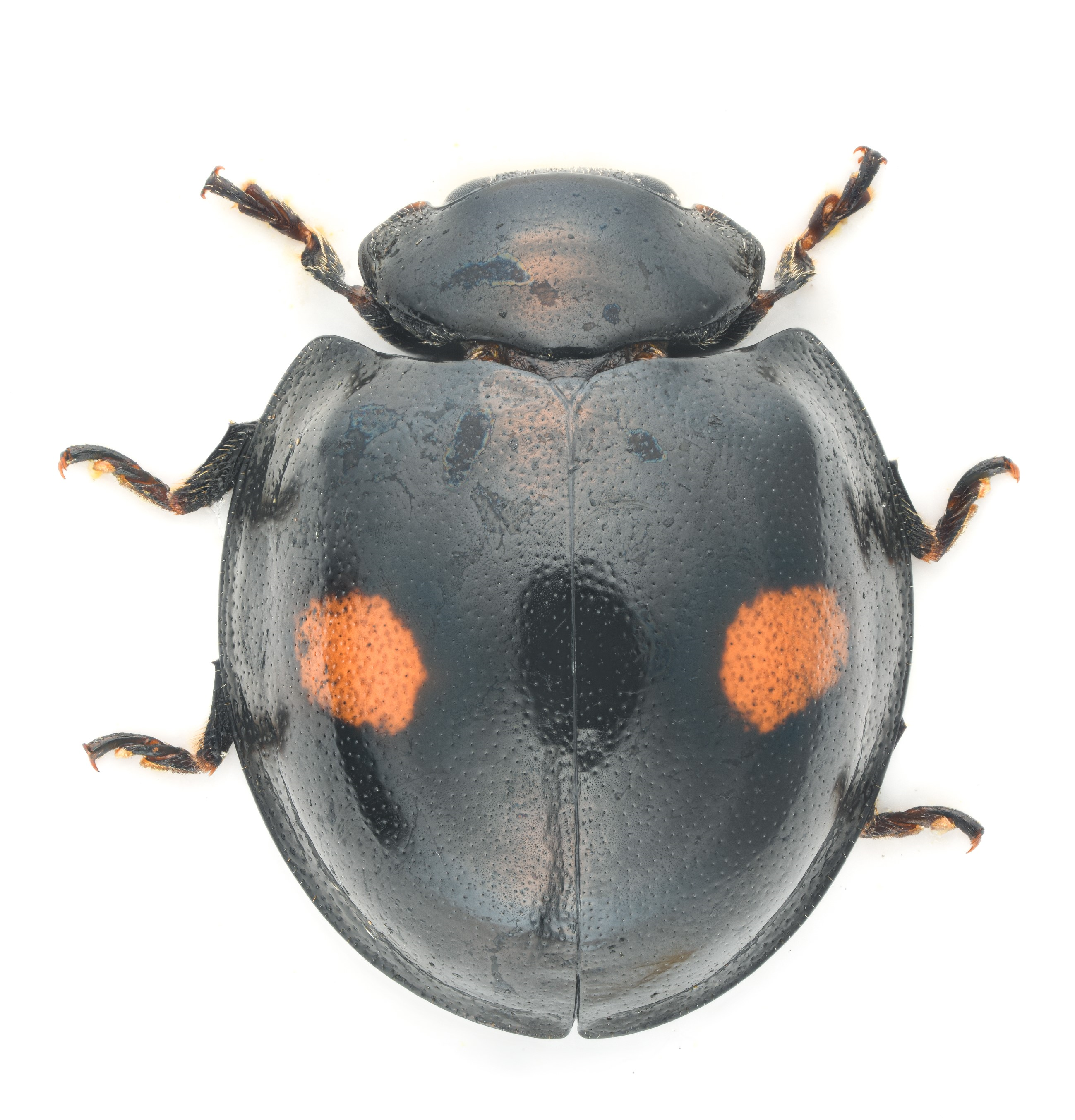 : Chilocorus renipustulatus.