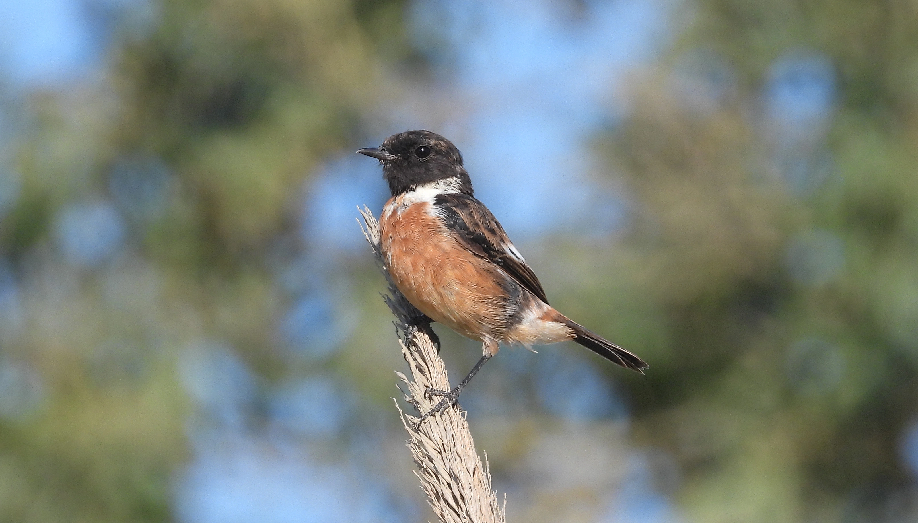 : Saxicola rubicola.