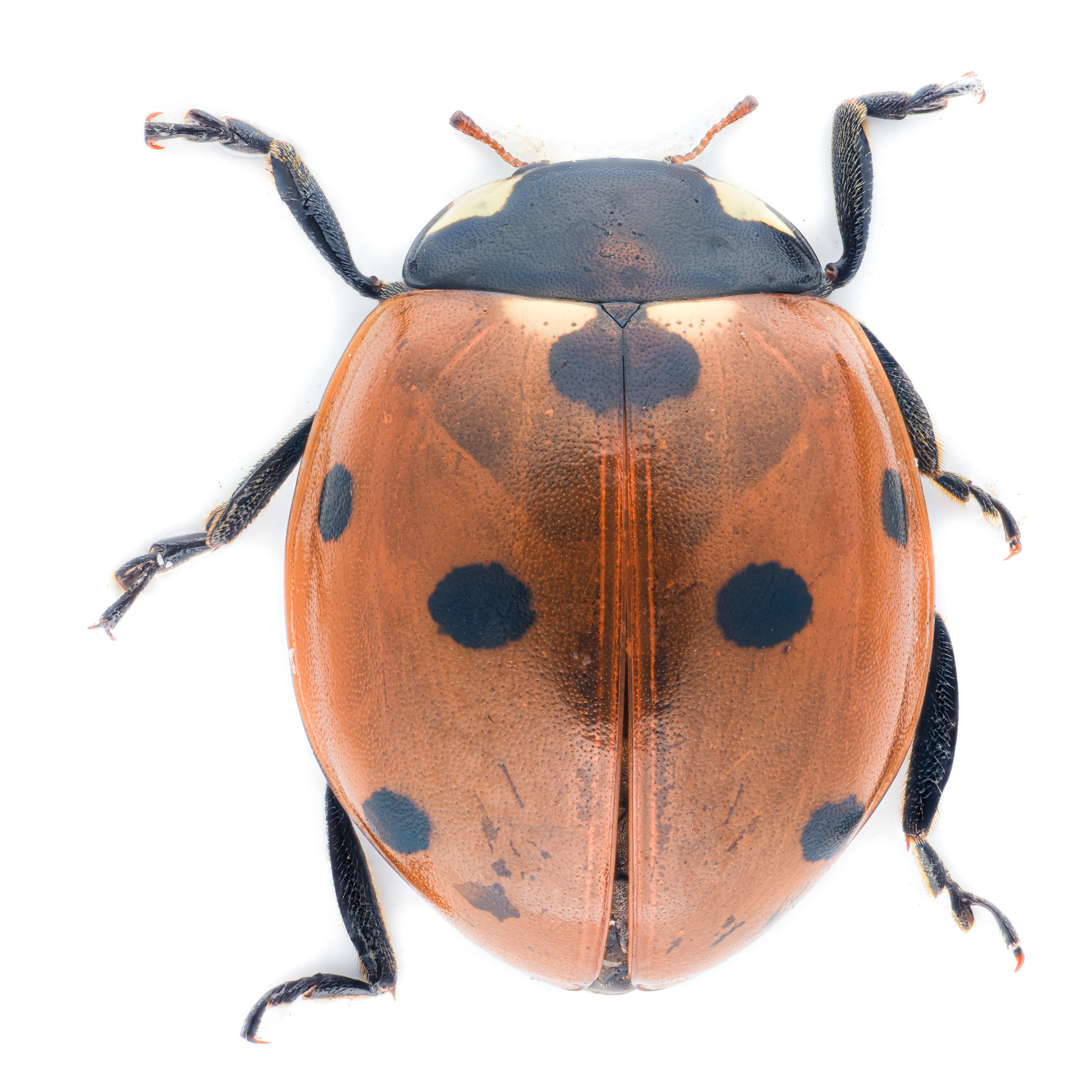 : Coccinella septempunctata.